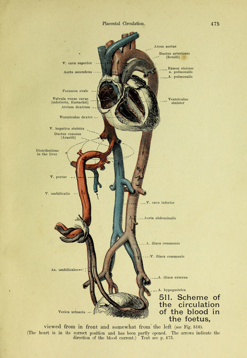 Yesica urinaria — . A. hypogastrica 511. Scheme of the circulation of the blood in the foetus. Y. portae Aa. umbilicales V. cava superior Aorta ascendens — Foramen ovale - Yalvula venae cavae [inferioris, Eustachii] Atrium dextrum - Ventriculus dexter Y. hepatica sinistra Ductus venosus [ArantiiJ Distributions in the liver V. umbilicalis Yentrieulus sinister ..V. cava inferior Aorta abdominalis . A. iliaca communis —Y. iliaca communis A. iliaca externa Arcus aortae Ductus arteriosus [Botalli] •» Ramus sinister a. pulmonalis A. pulmonalis viewed from in front and somewhat from the left (see Fig. 510). (The heart is in its correct position and has been partly opened. The arrows indicate the direction of the blood current.) Text see p. 473.