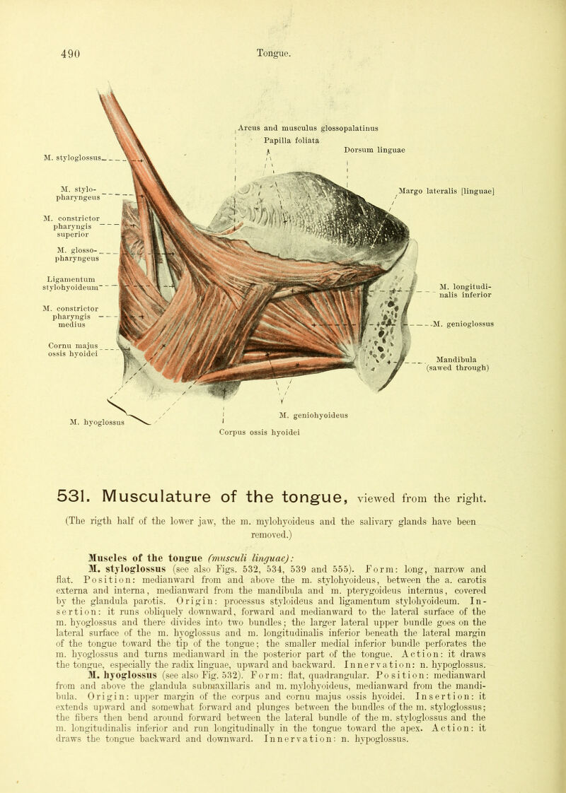 I Arcus and musculus glossopalatinus j Papilla foliata I Dorsum linguae I I Margo lateralis [linguae] M. longitudi- nalis inferior M. genioglossus Mandibula (sawed through) M. styloglossus Cornu majus ossis hyoidei M. geniohyoideus M. stylo- pharyngeus M. constrictor pharyngis superior M. glosso-. pharyngeus Ligamentum stylohyoideum M. constrictor pharyngis — medius Corpus ossis hyoidei 531. Musculature of the tongue, viewed from the right. (The rigth half of the lower jaw, the m. mylohyoideus and the salivary glands have been removed.) Muscles of the tongue fnmsculi linguae): M, styloglossus (see also Figs. 532, 534, 539 and 555). Form: long, narrow and flat. Position: medianward from and above the m. stylohyoideus, between the a. carotis externa and interna, medianward from the mandibula and m. pterygoideus internus, covered by the glandula parotis. Origin: processus styloideus and ligamentum stylohyoideum. In- sertion: it runs obhquely downward, forward and medianward to the lateral surface of the m. hyoglossus and there divides into two bundles; the larger lateral upper bundle goes on the lateral surface of the m. hyoglossus and m. longitudinalis inferior beneath the lateral margin of the tongue toward the tip of the tongue; the smaller medial inferior bundle perforates the m. hyoglossus and turns medianward in the posterior part of the tongue. Action: it draws the tongue, especially the radix linguae, upward and backward. Innervation; n. hypoglossus. M. hyoglossus (see also Fig. 532). Form: flat, rpiadrangular. Position: medianward fi’om and above the glandula submaxillaris and m. mylohyoideus, medianward from the mandi- bula. Origin: upper margin of the corpus and cornu majus ossis hyoidei. Insertion: it extends upward and somewhat forward and plunges between the bundles of the m. styloglossus; the fibers then bend around forward between the lateral bundle of the m. styloglossus and the m. longitudinalis inferior and run longitudinally in the tongue toward the apex. Action: it draws the tongue backward and downward. Innervation: n. hypoglossus.