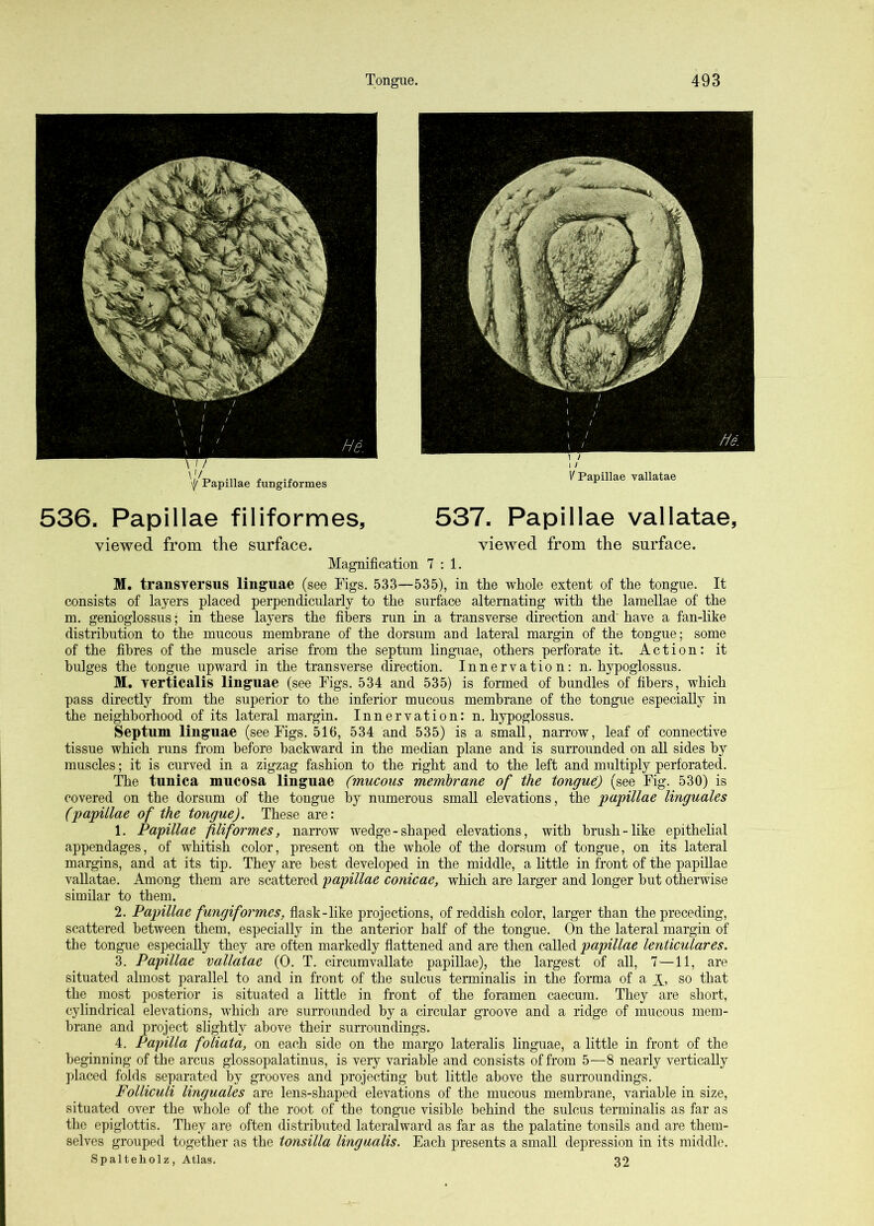 536. Papillae filiformes, 537. Papillae vallatae, viewed from the surface. viewed from the surface. Magnification 7:1. M. transversus linguae (see Figs. 533—535), in the whole extent of the tongue. It consists of layers placed perpendicularly to the surface alternating with the lamellae of the m. genioglossus; in these layers the fibers run in a transverse direction and' have a fan-like distribution to the mucous membrane of the dorsum and lateral margin of the tongue; some of the fibres of the muscle arise from the septum linguae, others perforate it. Action: it bulges the tongue upward in the transverse direction. Innervation: n. hypoglossus. M. verticalis linguae (see Figs. 534 and 535) is formed of bundles of fibers, which pass directly from the superior to the inferior mucous membrane of the tongue especially in the neighborhood of its lateral margin. Innervation: n. hypoglossus. Septum linguae (see Figs. 516, 534 and 535) is a small, narrow, leaf of connective tissue which runs from before backward in the median plane and is surrounded on all sides by muscles; it is curved in a zigzag fashion to the right and to the left and multiply perforated. The tunica mucosa linguae (mucous membrane of the tongue) (see Fig. 530) is covered on the dorsum of the tongue by numerous small elevations, the papillae linguales (papillae of the tongue). These are: 1. Papillae filiformes, narrow wedge-shaped elevations, with brush-like epithelial appendages, of whitish color, present on -the whole of the dorsum of tongue, on its lateral margins, and at its tip. They are best developed in the middle, a little in front of the papillae vallatae. Among them are scattered papillae conicae, which are larger and longer but otherwise similar to them. 2. Papillae fungiformes, flask-like projections, of reddish color, larger than the preceding, scattered between 'them, especially in the anterior half of the tongue. On the lateral margin of the tongue especially they are often markedly flattened and are then called papillae lenticulares. 3. Papillae vallatae (0. T. circumvallate papillae), the largest of all, 7—11, are situated almost parallel to and in front of the sulcus terminalis in the forma of a so that the most posterior is situated a little in front of the foramen caecum. They are short, cylindrical elevations, which are surrounded by a circular groove and a ridge of mucous mem- brane and project slightly above their surroundings. 4. Papilla foliata, on each side on the margo lateralis linguae, a little in front of the beginning of the arcus glossopalatinus, is very variable and consists of from 5—8 nearly vertically placed folds separated by grooves and projecting but little above the surroundings. Folliculi linguales are lens-shaped elevations of the mucous membrane, variable in size, situated over the whole of the root of the tongue visible behind the sulcus terminalis as far as the epiglottis. They are often distributed lateralward as far as the palatine tonsils and are them- selves grouped together as the tonsilla lingualis. Each presents a small depression in its middle. Spalteholz, Atlas. 32 Papillae fungiformes K Papillae vallatae