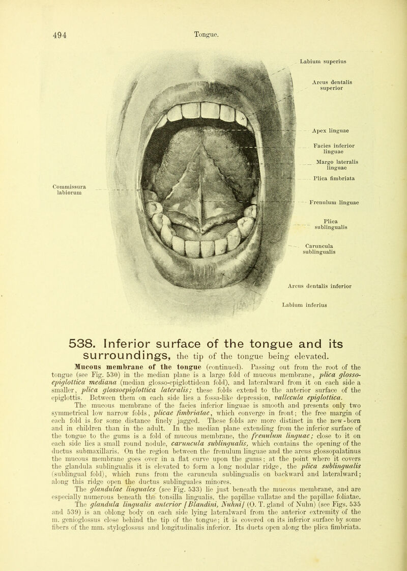 Commissura labiorum Labium superius Arcus deutalis superior Apex linguae Facies inferior linguae Margo lateralis linguae Plica fimbriata Frenulum linguae Caruncula sublingualis Plica sublingualis Arcus dentalis inferior Labium inferius 538. Inferior surface of the tongue and its surroundings, the tip of the tongue being elevated. Mucous membrane of the tongue (continued). Passing out from the root of the tongue (see Fig. 530) in the median plane is a large fold of mucous membrane, plica glosso- epiglottica mediana (median glosso-epiglottidean fold), and lateralward from it on each side a smaller, plica glossoepiglottica lateralis; these folds extend to the anterior suiface of the epiglottis. Between them on each side lies a fossa-like depression, vallecula epiglottica. The mucous membrane of the facies inferior linguae is smooth and presents only two s^unmetrical low narrow folds, plicae fimbriatae, which converge in front; the free margin of each fold is for some distance finely jagged. These folds are more distinct in the new-born and in children than in the adult. In the median plane extending from the inferior surface of the tongue to the gums is a fold of mucous membrane, the frenulum linguae; close to it on each side lies a small round nodule, caruncula sublingualis, which contains the opening of the ductus submaxiUaris. On the region between the frenulum linguae and the arcus glossopalatinus the mucous membrane goes over in a flat cuiwe upon the gums; at the point where it covers the glandula sublingualis it is elevated to form a long nodular ridge, the plica sublingualis (sublingual fold), which runs from the caruncula sublingualis on backward and lateralward; along this ridge open the ductus sublinguales minores. The glandulae linguales (see I’ig. 533) lie just beneath the mucous membrane, and are especially numerous beneath the tonsilla lingualis, the papillae vallatae and the papillae foliatae. The glandula lingualis anterior [Blandini, JSuhni] (0. T. gland of Nuhn) (see Figs. 535 and 539) is an oblong body on each side lying lateralward from the anterior extremity of the m. genioglossus close behind the tip of the tongue; it is covered on its inferior surface by some fibers of the mm. styloglossus and longitudinalis inferior. Its ducts open along the plica fimbriata.