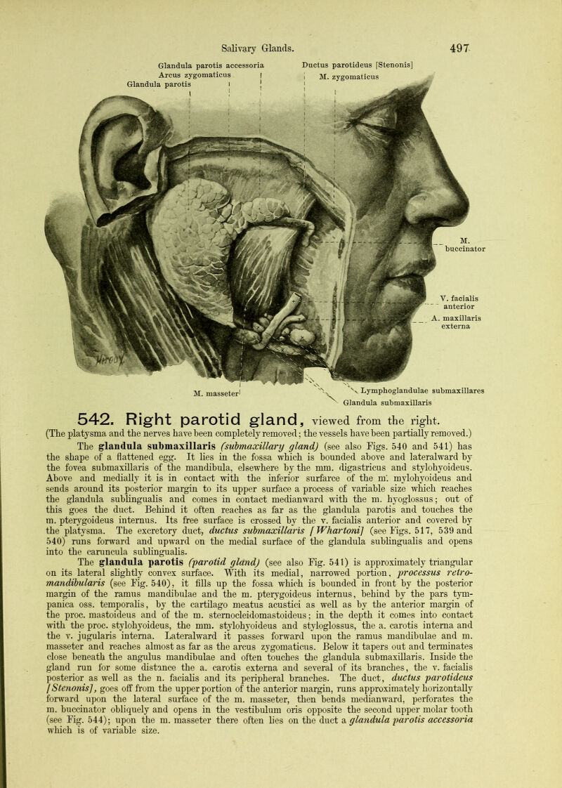 Glandula parotis accessoria Arcus zygomaticus I Glandula parotis M. masseterl Ductus parotideus [Stenonis] I M. zygomaticus Lymphoglandulae submaxillares M. buccinator V. facialis anterior A. maxillaris externa Glandula submaxillaris 542. Right parotid gland, viewed from the right. (The platysma and the nerves have been completely removed; the vessels have been partially removed.) The glandula submaxillaris (submaxillary gland) (see also Figs. 540 and 541) has the shape of a flattened egg. It lies in the fossa which is hounded above and lateralward by the fovea submaxillaris of the mandihula, elsewhere by the mm. digastricus and stylohyoideus. Above and medially it is in contact with the inferior surfarce of the m'. mylohyoideus and sends around its posterior margin to its upper surface a process of variable size which reaches the glandula sublinguahs and comes in contact medianward wuth the m. hyoglossus; out of this goes the duct. Behind it often reaches as far as the glandula parotis and touches the m. pterygoideus internus. Its free surface is crossed by the v. faciahs anterior and covered by the platysma. The excretory duct, ductus submaxillaris (Whartoni] (see Figs. 517, 539 and 540) runs forward and upward on the medial surface of the glandula sublingualis and opens into the caruncula sublingualis. The glaudula parotis (parotid gland) (see also Fig. 541) is approximately triangular on its lateral slightly convex surface. With its medial, narrowed portion, processus retro- mandibularis (see Fig. 540), it fills up the fossa which is bounded in front by the posterior margin of the ramus mandibulae and the m. pterygoideus internus, behind by the pars tym- panica oss. temporahs, by the cartilago meatus acustici as well as by the anterior margin of the proc. mastoideus and of the m. stemocleidomastoideus; in the depth it comes into contact with the proc. stylohyoideus, the mm. stylohyoideus and styloglossus, the a. carotis interna and the V. jugularis interna. Lateralward it passes forward upon the ramus mandibulae and m. masseter and reaches almost as far as the arcus zygomaticus. Below it tapers out and termiaates close beneath the angulus mandibulae and often touches the glandula submaxillaris. Inside the gland run for some distance the a. carotis externa and several of its branches, the v. faciahs posterior as well as the n. faciahs and its peripheral branches. The duct, ductus parotideus I Stenonis], goes off from the upper portion of the anterior margin, runs approximately horizontahy forward upon the lateral surface of the m. masseter, then bends medianward, perforates the m. buccinator obliquely and opens in the vestibulum oris opposite the second upper molar tooth (see Fig. 544); upon the m. masseter there often hes on the duct a glandula parotis accessoria which is of variable size.