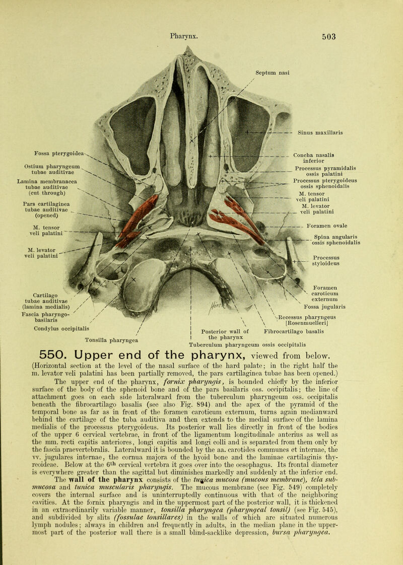 Sinus maxillaris Cartilage tubae auditivae (lamina medialis) Fascia pharyngo- basilaris Condylus occipitalis Tonsilla pharyngea Posterior wall of the pharynx Foramen earoticum externum ^ Fossa jugularis ^''.■Kecessus pharyngeus \ ' [KosenmuelleriJ Fibrocartilago hasalis Tuherculum pharyngeum ossis occipitalis Septum nasi Fossa M. tensor veli palatini M. levator veli palatini - Foramen ovale Spina angular!s ossis sphenoidalis Processus styloideus Ostium pharyngeum tubae auditivae Lamina memhranacea tubae auditivae (cut through) Pars cartilaginea tubae auditivae (opened) Concha nasalis inferior Processus pyramidalis ossis palatini Processus pterygoideus ossis sphenoidalis M. tensor veli palatini M. levator veli palatini 550. Upper end of the pharynx, viewed from below. (Horizontal section at the level of the nasal surface of the hard palate; in the right half the m. levator veli palatini has been partially removed, the pars cartilaginea tubae has been opened.) The upper end of the pharynx, fornix pharyngis, is bounded chiefly by the inferior surface of the body of the sphenoid bone and of the pars hasilaris oss. occipitalis; the line of attachment goes on each side lateralward from the tuherculum phaiyngeum oss. occipitalis beneath the fibrocartilago hasalis (see also Fig. 894) and the apex of the pyramid of the temporal hone as far as in front of the foramen earoticum externum, turns again medianward behind the cartilage of the tuba auditiva and then extends to the medial surfac.e of the lamina medialis of the processus pterygoideus. Its posterior wall lies directly in front of the bodies of the upper 6 cervical vertebrae, in front of the ligamentum longitudinale anterius as well as the mm. recti capitis anteriores, longi capitis and longi colli and is separated I'rom them only by the fascia praevertebralis. Lateralward it is hounded by the aa. carotides communes et internae, the vv. jugulares internae, the cornua majora of the hyoid hone and the laminae cartilaginis thy- reoideae. Below at the 6th cervical vertebra it goes over into the oesophagus. Its frontal diameter is everywhere greater than the sagittal hut diminishes markedly and suddenly at the inferior end. The wall of the pharynx consists of the tunica mucosa (mucous membrane), tela sub- mucosa and tunica muscuLaris pharyngis. The mucous membrane (see Fig. 549) completely covers the internal surface and is uninterruptedly continuous with that of the neighboring cavities. At the fornix pharyngis and in the uppermost part of the posterior wall, it is thickened in an extraordinarily variable manner, tonsilla pharyngea (pharyngeal tonsil) (see Fig, 545), and subdivided by slits (fossulae tonsillares) in the walls of which are situated numerous lymph nodules; always in children and frequently in adults, in the median plane in the upper- most part of the posterior wall there is a small blind-sacklike depression, bursa pharyrigea.