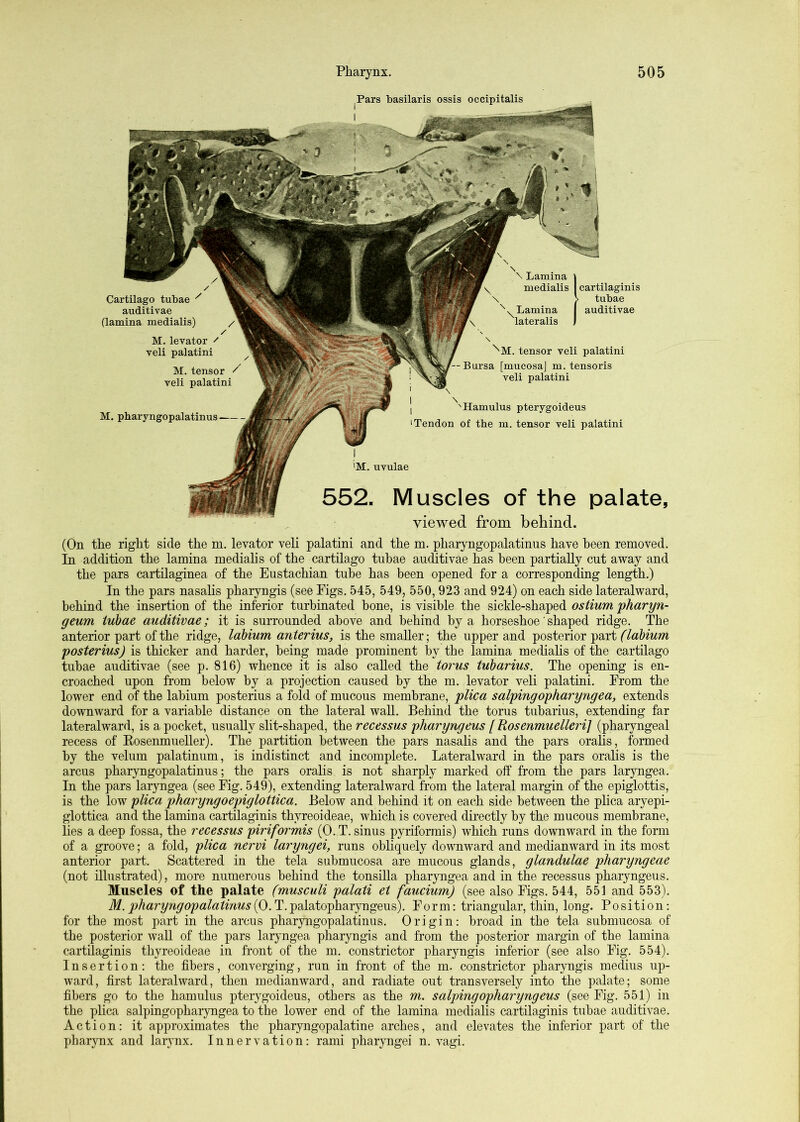 Cartilage tubae ^ auditivae (lamina medialis) M. pbaryngopalatinus I 'M. uvulae 552. Muscles of the palate viewed from behind. I Pars basilaris ossis occipitalis \ Lamina \ y medialis cartilaginis \ > tubae Lamina I auditivae lateralis J \ tensor veli palatini Bursa [mucosaj m. tensoris veli palatini j ^'Hamulus pterygoideus 1 Tendon of the m. tensor veli palatini 9 (On the right side the m. levator veh palatini and the m. pharyngopalatinns have been removed. In addition the lamina medialis of the cartilage tuhae auditivae has been partially cut away and the pars cartilaginea of the Eustachian tube has been opened for a corresponding length.) In the pars nasahs pharyngis (see Figs. 545, 549, 550,923 and 924) on each side lateralward, behind the insertion of the inferior turbinated bone, is visible the sickle-shaped ostium pharyn- geum tuhae auditivae; it is surrounded above and behind by a horseshoe' shaped ridge. The anterior part of the ridge, labium anterius, is the smaller; the upper and posterior part (labium posterius) is thicker and harder, being made prominent by the lamina mediahs of the cartilage tubae auditivae (see p. 816) whence it is also called the torus tuharius. The opening is en- croached upon from below by a projection caused by the m. levator veli palatini. From the lower end of the labium posterius a fold of mucous membrane, plica salpingopharyngea, extends downward for a variable distance on the lateral wall. Behind the torus tubarius, extending far lateralward, is a pocket, usually slit-shaped, the recessus pharyngeus [ Rosenmuelleri] (pharyngeal recess of Kosenmueller). The partition between the pars nasahs and the pars oralis, formed by the velum palatinum, is indistinct and incomplete. Lateralward in the pars oralis is the arcus pharyngopalatinus; the pars oralis is not sharply marked off from the pars laryngea. In the pars laryngea (see Fig. 549), extending lateralward from the lateral margin of the epiglottis, is the low plica pharyngoepiglottica. Below and behind it on each side between the plica aryepi- glottica and the lamina cartilaginis thyreoideae, which is covered directly by the mucous membrane, lies a deep fossa, the recessus piriformis (O.T. sinus pyriformis) which runs downward in the form of a groove; a fold, plica nervi laryngei, runs obliquely downward and medianward in its most anterior part. Scattered in the tela submucosa are mucous glands, glandulae pharyngeae (not illustrated), more numerous behind the tonsilla pharyngea and in the recessus pharyngeus. Muscles of the palate (musculi palati et faucium) (see also Figs. 544, 551 and 553). fff. T.palatopharyngeus). Form: triangular, thin, long. Position: for the most part in the arcus pharyngopalatinus. Origin: broad in the tela submucosa of the posterior wall of the pars laryngea pharyngis and from the posterior margin of the lamina cartilaginis thyreoideae in front of the m. constrictor pharyngis inferior (see also Fig. 554). Insertion: the fibers, converging, run in front of the m. constrictor pharyngis medius up- ward, first lateralward, then medianward, and radiate out transversely into the palate; some fibers go to the hamulus pterygoideus, others as the m. salpingopharyngeus (see Fig. 551) in the plica salpingopharyngea to the lower end of the lamina medialis cartilaginis tubae auditivae. Action: it approximates the pharyngopalatine arches, and elevates the inferior part of the pharynx and larynx. Innervation: rami pharyngei n. vagi.