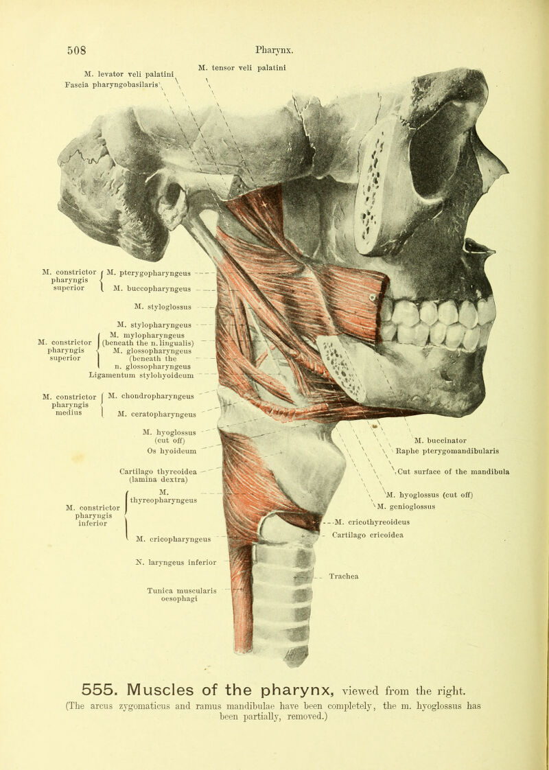 M. levator veil palatini Fascia pharyngobasilarisy \ \ M. tensor veli palatini \ \ \ M. constrictor pharyngis superior M. constrictor pharyngis superior M, stylopharyngeus M. mylopharyngeus (beneath the n. lingualis) < M. glossopbaryngeus (beneath the I n. glossopbaryngeus Liganientum stylobyoideum M. constrictor [ cbondropbaryngeus pharyngis ( niedius | M. ceratopbaryngeus M. byoglossus (cut off) Os byoideum Cartilago tbyreoidea (lamina dextra) M. thyreopharyngeus M. constrictor pharyngis inferior M. cricopbaryngeus N. laryngeus inferior Tunica muscularis oesophagi M. buccinator \ \ ' Kapbe pterygomandibularis ,Cut surface of the mandibula \ iM. byoglossus (cut off) 'M. genioglossus M. cricotbyreoideus - Cartilago cricoidea _ Trachea 555. Muscles of the pharynx, viewed from the right. (The arcus zygomaticus and ramus inandibulae have been completely, the m. byoglossus has been partially, removed.)