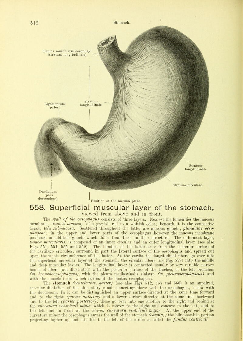 Tunica muscularis oesopliagi (stratum loiigitudinale) Stratum loiigitudinale Stratum circulare Ligamentum pylori I Stratum longitudinale I Duodenum (pars descendens) Position of the median plane 558. Superficial muscular layer of the stomach, viewed from above and in front. The wall of the oesophagus consists of three layers. Nearest the lumen lies the mucous membrane, tunica mucosa, of a greyish red to a whitish color; beneath it is the connective tissue, tela submucosa. Scattered throughout the latter are mucous glands, glandulae oeso- phageae; in the upper and lower parts of the oesophagus however the mucous membrane possesses in addition glands wdiich differ from these in their structure. The outermost layer, tunica muscularis, is composed of an inner circular and an outer longitudinal layer (see also Tigs. 551, 554, 555 and 559). The bundles of the latter arise from the posterior surface of the cartilage cricoidea, surromid in part the lateral surface of the oesophagus and spread out upon the whole circumference of the latter. At the cardia the longitudinal fibers go over into the superficial muscular layer of the stomach, the circular fibers (see Fig. 559) into the middle and deep muscular layers. The longitudinal layer is connected usually hy very variable narrow bands of fibers (not illustrated) with the posterior surface of the trachea, of the left bronchus (m. bronchooesophageus), with the pleura mediastinalis sinistra (m. pleurooesophageus) and with the muscle fibers which surround the hiatus oesophageus. The stomach (ventriculus, gaster) (see also Figs. 512, 557 and 560) is an unpaired, saccular dilatation of the alimentary canal connecting above with the oesophagus, below with the duodenum. In it can be distinguished an upper surface directed at the same time forward and to the right (paries anterior) and a lower surface directed at the same time backward and to the left (paries posterior); these go over into one another to the right and behind at the curvatura ventriculi minor which is convex to the right and concave to the left, and to the left and in front at the convex curvatura ventriculi major. At the upper end of the curvatura minor the oesophagus enters the wall of the stomach (cardia); the blind-sac-like portion projecting higher up and situated to the left of the cardia is called the fundus ventriculi.