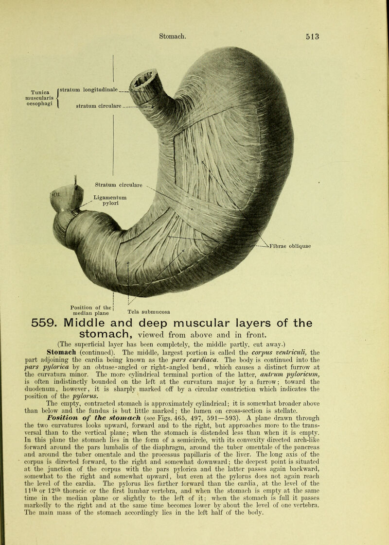 oesophagi Tunica j stratum longitudinale muscularis I stratum circulare Position of the median plane Tela suhmucosa 559. Middle and deep muscular layers of the stomach, viewed from above and in front. (The superficial layer has been completely, the middle partly, cut away.) Stomach (continued). The middle, largest portion is called the corpus ventriculi, the part adjoining the cardia being known as the pars cardiaca. The body is continued into the pars pylorica by an obtuse-angled or right-angled bend, which causes a distinct furrow at the curvatura minor. The more cylindrical terminal portion of the latter, antrum pyloricum, is often indistinctly bounded on the left at the curvatura major by a furrow; toward the duodenum, however, it is sharply marked off by a circular constriction which indicates the position of the pylorus. The empty, contracted stomach is approximately cylindrical; it is somewhat broader above than below and the fundus is but little marked; the lumen on cross-section is stellate. Fosition of the stomach (see Figs. 465, 497, 591 — 593). A plane drawn through the two curvatures looks upward, forward and to the right, but approaches more to the trans- versal than to the vertical plane; when the stomach is distended less than when it is empty. In this plane the stomach lies in the form of a semicircle, with its convexity directed arch-like forward around the pars lumbalis of the diaphragm, around the tuber omentale of the pancreas tmd around the tuber omentale and the processus papillaris of the liver. The long axis of the corpus is directed forward, to the right and somewhat downward; the deepest point is situated at the junction of the corpus with the pars pylorica and the latter passes again backward, somewhat to the right and somewhat upward, but even at the pylorus does not again reach the level of the cardia. The pylorus lies farther forward than the cardia, at the level of the IFli or 12*'^ thoracic or the first lumbar vertebra, and when the stomach is empty at the same time in the median plane or slightly to the left of it; when the stomach is full it passes markedly to the right and at the same time becomes lower by about the level of one vertebra. The main mass of the stomach accordingly lies in the left half of the body. obliquae