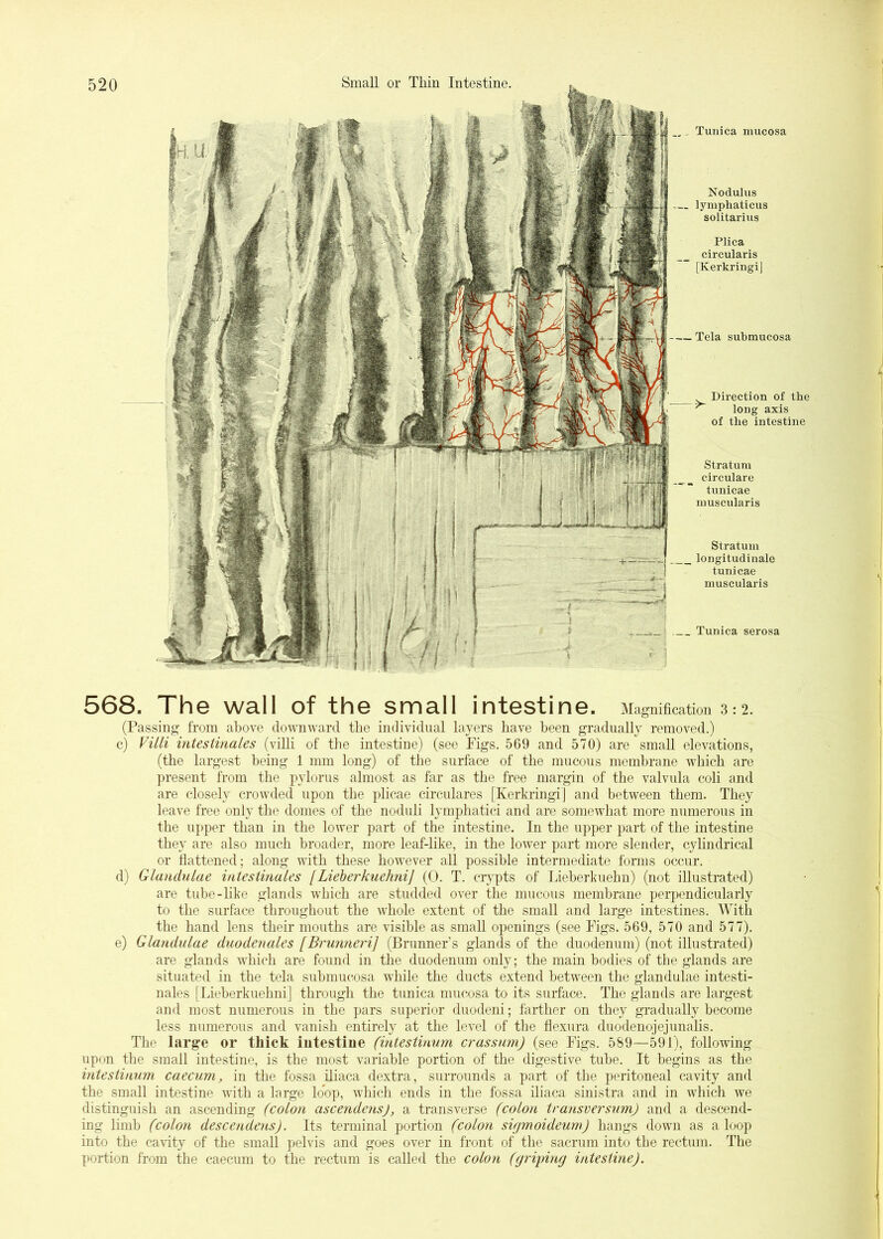 Tunica mucosa Nodulus lymphaticus solitarius Plica circularis [Kerkringi] Tela submucosa Direction of the ^ long axis of the intestine Stratum circulare tunicae muscularis Stratum longitudinale tunicae muscularis Tunica serosa 568. The wall of the small intestine. Magnification 3:2. (Passing from above downward the individual layers have been gradually removed.) c) van intestinales (villi of the intestine) (see Figs. 569 and 570) are small elevations, (the largest being 1 mm long) of the surface of the mucous membrane which are present from the pylorus almost as far as the free margin of the valvula coli and are closely crowded upon the plicae circulares [Kerkringi] and between them. They leave free only the domes of the noduli lymphatici and are somewhat more numerous in the upper than in the lower part of the intestine. In the u])per part of the intestine they are also much broader, more leaf-like, in the loAver part more slender, cylindrical or fiattened; along with these however all possible intermediate forms occur. d) Glandulae intestinales [Lieherkuehni] (0. T. crypts of Lieberkuehn) (not illustrated) are tube-like glands which are studded over the mucous membrane perpendicularly to the surface throughout the whole extent of the small and large intestines. With the hand lens their mouths are visible as small ojfenings (see Figs. 569, 570 and 577). e) Glandulae duodenales [Bnmneri] (Brunner’s glands of the duodenum) (not illustrated) are glands which are found in the duodenum only; the main bodies of the glands are situated in the tela submucosa while the ducts extend between the glandulae intesti- nales [Lieherkuehni] through the tunica mucosa to its surface. The glands are largest and most numerous in the pars superior duodeni; farther on they gradually become less numerous and vanish entirely at the level of the flexura duodenojejunalis. The large or thick intestine (intestinum crassnm) (see Figs. 589—591), following upon the small intestine, is the most variable portion of the digestive tube. It begins as the intestinum caecum, in the fossa iliaca dextra, surrounds a part of the peritoneal cavity and the small intestine with a large loop, which ends in the fossa iliaca sinistra and in which we distinguish an ascending (colon ascendensj, a transverse (colon transversum) and a descend- ing limb (colon descendens). Its terminal portion (colon sigmoideum) hangs down as a loop into the cavity of the small pelvis and goes over in front of the sacrum into the rectum. The portion from the caecum to the rectum is called the colon (griping intestine).