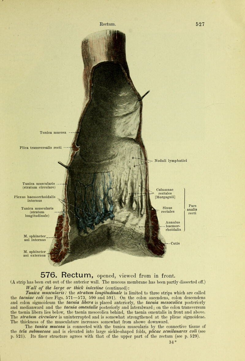 Plica transversalis recti — Noduli lymph atici Annulus haemor- rhoidalis M. sphincter ani extern us M. sphincter ani internus Cutis Tunica muscularis (stratum circulare) Plexus haemorrhoidalis internus Tunica muscularis (stratum longitudinale) Columnae rectales [Morgagnii] Sinus rectales Pars analis recti Tunica mucosa 5TG, R6Cturn, opened, viewed from in front. (A strip has been cut out of the anterior wall. The mucous membrane has been partly dissected off.) Wall of the large or thick intestine (continued): Tunica muscularis: the stratum longitudinale is limited to three strips which are called the taeniae coli (see Figs. 571—573, 590 and 591). On the colon ascendens, colon descendens and colon sigmoideum the taenia libera is placed anteriorly, the taenia mesocolica posteriorly and medianward and the taenia omentalis posteriorly and lateral ward; on the colon transversum the taenia libera lies below, the taenia mesocolica behind, the taenia omentalis in front and above. The stratum circulare is uninterrupted and is somewhat strengthened at the plicae sigmoideae. The thickness of the musculature increases somewhat from abowe downward. The tunica mucosa is connected with the tunica muscularis by the connective tissue of the tela submucosa and is elevated into large sickle-shaped folds, plicae semilunares coli (see p. 521). Its finer structure agrees with that of the upper part of the rectum (see p. 529). 34*