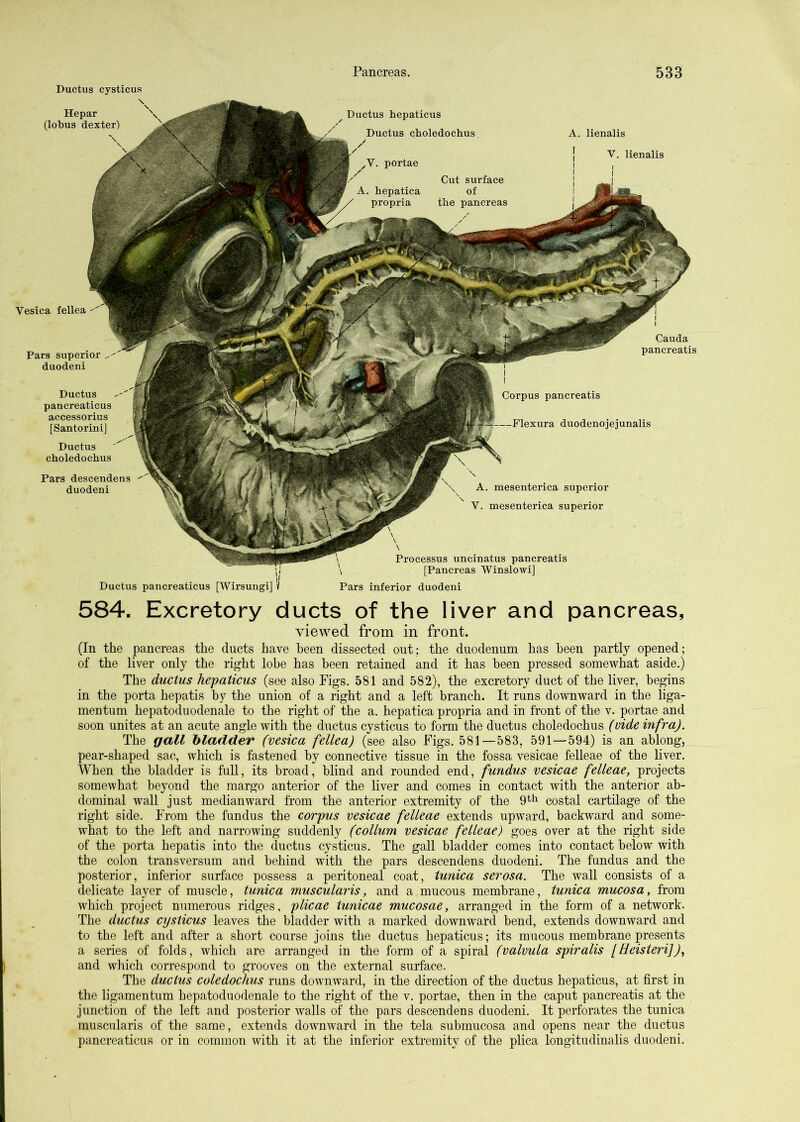 Ductus cysticus A. lienalis j V. lienalis Ductus hepaticus Ductus choledoclius Ductus pancreaticus [Wirsungi] Processus uncinatus pancreatis [Pancreas Winslowi] Pars inferior duodeni Hepar (lobus dexter) Vesica fellea Pars superior duodeni Corpus pancreatis duodenojejunalis Ductus pancreaticus accessorius [Santorini] Ductus choledochus Pars descendens duodeni Cauda pancreatis A. mesenterica superior V. mesenterica superior 584. Excretory ducts of the liver and pancreas, viewed from in front. (In the pancreas the ducts have been dissected out; the duodenum has been partly opened; of the liver only the right lobe has been retained and it has been pressed somewhat aside.) The ductus hepaticus (see also Figs. 581 and 582), the excretory duct of the liver, begins in the porta hepatis by the union of a right and a left branch. It runs downward in the liga- mentum hepatoduodenale to the right of the a. hepatica propria and in front of the v. portae and soon unites at an acute angle with the ductus cysticus to form the ductus choledochus (vide infra). The gall bladder (vesica fellea) (see also Figs. 581—583, 591—594) is an ablong, pear-shaped sac, which is fastened by connective tissue in the fossa vesicae felleae of the liver. When the bladder is full, its broad, blind and rounded end, fundus vesicae felleae, projects somewhat beyond the margo anterior of the liver and comes in contact with the anterior ab- dominal wall just medianward from the anterior extremity of the 9^-11 costal cartilage of the right side. From the fundus the corpus vesicae felleae extends upward, backward and some- what to the left and narrowing suddenly (collum vesicae felleae) goes over at the right side of the porta hepatis into the ductus cysticus. The gall bladder comes into contact below with the colon transversum and behind with the pars descendens duodeni. The fundus and the posterior, inferior surface possess a peritoneal coat, tunica serosa. The wall consists of a delicate layer of muscle, tunica muscularis, and a mucous membrane, tunica mucosa, from which project numerous ridges, plicae tunicae mucosae, arranged in the form of a network. The ductus cysticus leaves the bladder with a marked downward bend, extends downward and to the left and after a short course joins the ductus hepaticus; its mucous membrane presents a series of folds, which are arranged in the form of a spiral (valvula spiralis [Heistei'i]), and which correspond to grooves on the external surface. The ductus coledochus runs downward, in the direction of the ductus hepaticus, at first in the ligamentum hepatoduodenale to the right of the v. portae, then in the caput pancreatis at the junction of the left and posterior walls of the pars descendens duodeni. It perforates the tunica muscularis of the same, extends dowmward in the tela submucosa and opens near the ductus pancreaticus or in common with it at the inferior extremity of the plica longitudinalis duodeni.