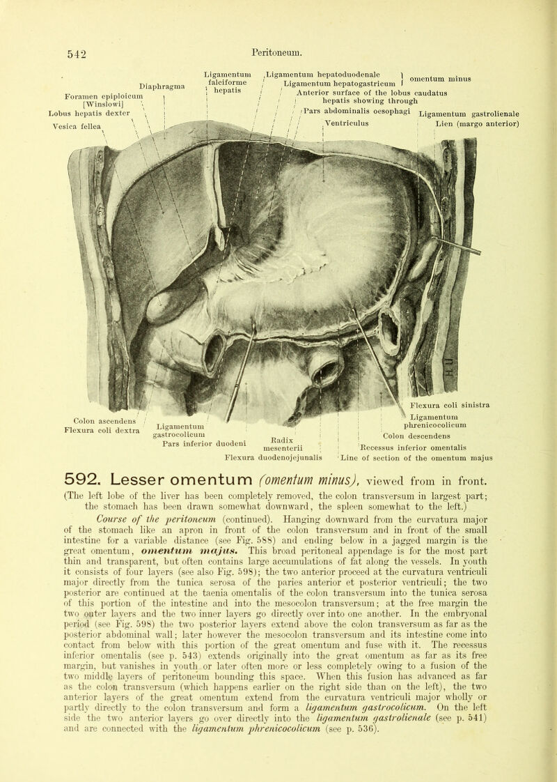 Diaphragma Foramen epiploicum \ [Winslowi] \ i Lobus hepatis dexter ' Vesica fellea Flexura coli sinistra Colon ascendens Flexura coli dextra Ligamentum gastrocolicum Pars inferior duodeni Piadix mesenterii ; Flexura duodenojejunalis Ligamentum phrenicocolicum I I Colon descendens ! 'Pecessus inferior omentalis 'Line of section of the omentum majus Ligamentum falciforme hepatis omentum minus .Ligamentum hepatoduodenale 1 / Ligamentum hepatogastricum I / Anterior surface of the lobus caudatus / i hepatis showing through ' /Pars abdominalis oesophagi Ligamentum gastrolienale '■ Ventriculus I Lien (margo anterior) 592. Lesser omentum (omentum minus), viewed from in front. (The left lobe of the liver has been completely removed, the colon transversiim in largest part; the stomach has been drawn somewhat downward, the spleen somewhat to the left.) Course of the peritoneum (continued). Hanging downward from the curvatura major of the stomach like an apron in front of the colon transversiim and in front of the small intestine for a variable distance (see Fig. 588) and ending below in a jagged margin is the great omentum, omentum majus. This broad peritoneal appendage is for the most part thin and transparent, but often contains large accumulations of fat along the vessels. In youth it consists of four layers (see also Fig. 598); the two anterior proceed at the curvatura ventriculi major directly from the tunica serosa of the paries anterior et posterior ventriculi; the two posterior are continued at the taenia omentalis of the colon transversiim into the tunica serosa of this portion of the intestine and into the mesocolon transversiim; at the free margin the two outer layers and the two inner layers go directly over into one another. In the embryonal period (see Fig. 598) the two posterior layers extend above the colon transversiim as far as the posterior abdominal wall; later however the mesocolon transversiim and its intestine come into contact from below with this portion of the great omentum and fuse with it. The recessus inferior omentalis (see p. 543) extends originally into the great omentum as far as its free margin, but vanishes in youth or later often more or less completely owing to a fusion of the two middle layers of peritoneiim bounding this space. When this fusion has advanced as far as the colon transversurn (which happens earlier on the right side than on the left), the two anterior layers of the great omentum extend from the curvatura ventriculi major wholly or partly directly to the colon transversurn and form a Urjamentum gastrocolicum. On the left side the two anterior layers go over directly into the ligamentum gastrolienale (see p. 541) and are connected with the ligamentum phrenicocolicum (see p. 536).