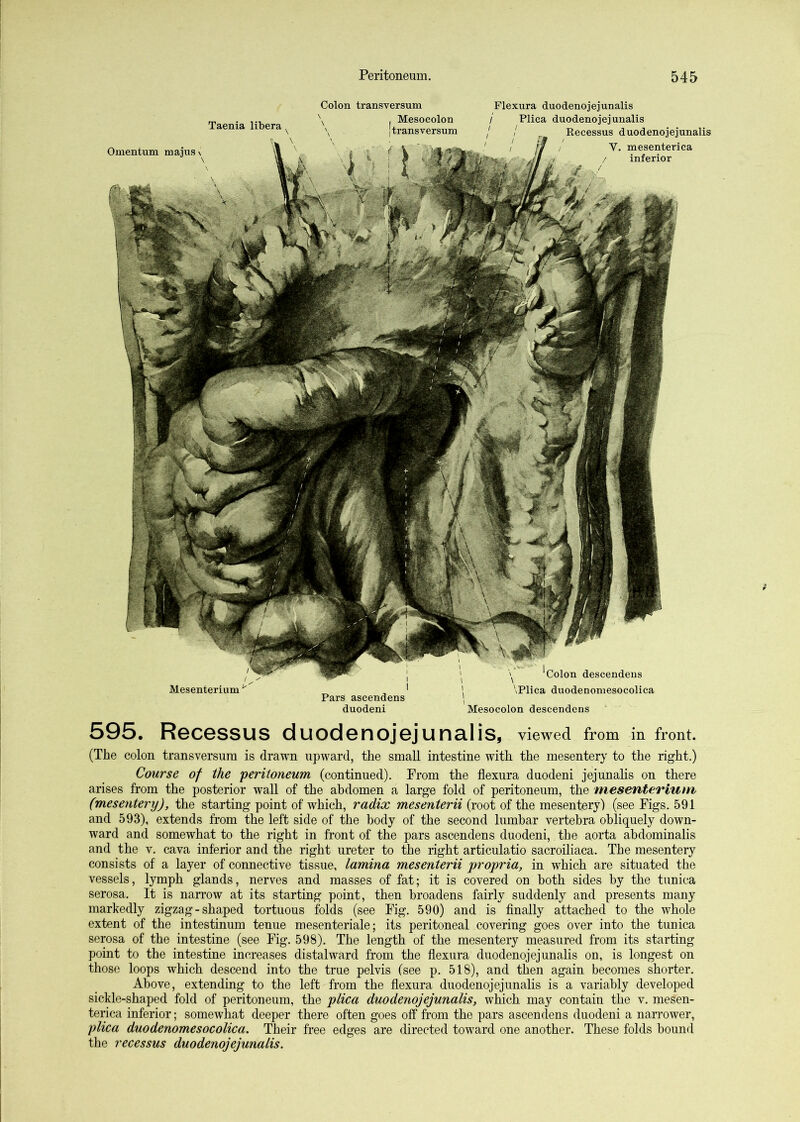 Taenia libera, Omentum majus\ Pars ascendens duodeni 'colon descendens \Plica duodenomesocolica Mesocolon descendens Mesenterium' Colon transversum ^ Mesocolon . fvemavATciim Flexura duodenojejunalis / Plica duodenojejunalis ' ‘ Recessus duodenojejunalis V. mesenterica inferior 595. Recessus duodenojejunalis, viewed from in front. (The colon transversum is drawn upward, the small intestine with the mesentery to the right.) Course of the 'peritoneum (continued). Prom the flexura duodeni jejunalis on there arises from the posterior wall of the abdomen a large fold of peritoneum, the mese'ifiteriuin (mesentery), the starting point of which, radix mesenterii (root of the mesentery) (see Pigs. 591 and 593), extends from the left side of the body of the second lumbar vertebra obliquely down- ward and somewhat to the right in front of the pars ascendens duodeni, the aorta abdominalis and the v. cava inferior and the right ureter to the right articulatio sacroiliaca. The mesentery consists of a layer of connective tissue, lamina mesenterii propria, in which are situated the vessels, lymph glands, nerves and masses of fat; it is covered on both sides by the tunica serosa. It is narrow at its starting point, then broadens fairly suddenly and presents many markedly zigzag-shaped tortuous folds (see Pig. 590) and is finally attached to the whole extent of the intestinum tenue mesenteriale; its peritoneal covering goes over into the tunica serosa of the intestine (see Pig. 598). The length of the mesentery measured from its starting point to the intestine increases distalward from the flexura duodenojejunalis on, is longest on those loops which descend into the true pelvis (see p. 518), and then again becomes shorter. Above, extending to the left from the flexura duodenojejunalis is a variably developed sickle-shaped fold of peritoneum, the plica duodenojejunalis, which may contain the v. mesen- terica inferior; somewhat deeper there often goes off from the pars ascendens duodeni a narrower, plica duodenomesocolica. Their free edges are directed toward one another. These folds bound the recessus duodenojejunalis.