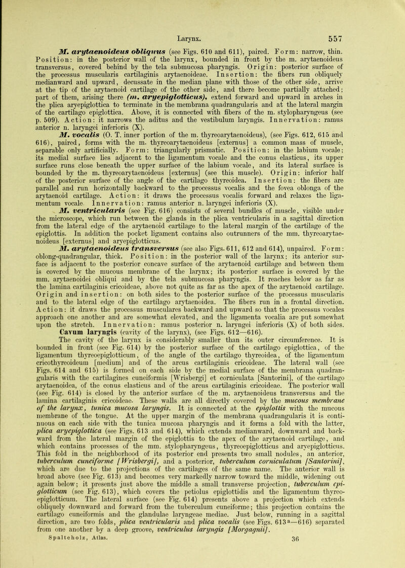 M. arytaenoideus ohliqnus (see Figs. 610 and 611), paired. Form: narrow, thin. Position: in the posterior wall of the larynx, hounded in front hy the m. arytaenoideus transversus, covered behind hy the tela suhmucosa pharyngis. Origin: posterior surface of the processus muscularis cartilaginis arytaenoideae. Insertion: the fibers run obliquely medianward and upward, decussate in the median plane with those of the other side, arrive at the tip of the arytaenoid cartilage of the other side, and there become partially attached; part of them, arising there (m, aryepiglotticus), extend forward and upward in arches in the plica aryepiglottica to terminate in the membrana quadrangularis and at the lateral margin of the cartilage epiglottica. Above, it is connected with fibers of the m. stylopharyngeus (see p. 509). Action: it narrows the aditus and the vestibulum laryngis. Innervation: ramus anterior n. laryngei inferioris (X). M, vocalis (0. T. inner portion of the m. thyreoarytaenoideus), (see Figs. 612, 615 and 616), paired, forms with the m. thyreoarytaenoideus [extenius] a common mass of muscle, separable only artificially. Form: triangularly prismatic. Position: in the labium vocale; its medial surfa(*e lies adjacent to the ligamentum vocale and the conus elasticus, its upper surface runs close beneath the upper surface of the labium vocale, and its lateral surface is bounded by the m. thyreoarytaenoideus [externus] (see this muscle). Origin: inferior half of the posterior surface of the angle of the cartilage thyreoidea. Insertion: the fibers are parallel and run horizontally backward to the processus vocalis and the fovea oblonga of the arytaenoid cartilage. Action: it draws the processus vocalis forward and relaxes the liga- mentum vocale. Innervation: ramus anterior n. laryngei inferioris (X). M, ventricularis (see Fig. 616) consists of several bundles of muscle, visible under the microscope, which run between the glands in the plica ventricularis in a sagittal direction from the lateral edge of the arytaenoid cartilage to the lateral margin of the cartilage of the epiglottis. In addition the pocket ligament contains also outrunners of the mm. thyreoarytae- noideus [externus] and aryepiglotticus. M. arytaenoideus transversus (see also Figs. 611, 612 and 614), unpaired. Form: oblong-quadrangular, thick. Position: in the posterior wall of the larynx; its anterior sur- face is adjacent to the posterior concave surface of the arytaenoid cartilage and between them is covered hy the mucous membrane of the larynx; its posterior surface is covered by the mm. arytaeuoidei obliqui and by the tela suhmucosa pharyngis. It reaches below as far as the lamina cartilaginis cricoideae, above not quite as far as the apex of the arytaenoid cartilage. Origin and insertion: on both sides to the posterior surface of the processus muscularis and to the lateral edge of the cartilage arytaenoidea. The fibers run in a frontal direction. Action: it draws the processus musculares backward and upward so that the processus vocales approach one another and are somewhat elevated, and the ligamenta vocalia are put somewhat upon the stretch. Innervation: ramus posterior n. laiyngei inferioris (X) of both sides. Cavum laryngis (cavity of the larynx), (see Figs. 612—616). The cavity of the larynx is considerably smaller than its outer circumference. It is bounded in front (see Fig. 614) by the posterior surface of the cartilage epiglottica, of the ligamentum thyreoepiglotticum, of the angle of the cartilage thyreoidea, of the ligamentum cricothyreoideura [medium] and of the arcus cartilaginis cricoideae. The lateral wall (see Figs. 614 and 615) is formed on each side by the medial surface of the membrana quadran- gularis with the cartilagines cuneiformis [Wrisbergi] et corniculata [Santorini], of the cartilage arytaenoidea, of the conus elasticus and of the arcus cartilaginis cricoideae. The posterior wall (see Fig. 614) is closed by the anterior surface of the m. arytaenoideus transversus and the lamina cartilaginis cricoideae. These waUs are all directly covered by the mucous membrane of the larynx, tunica mucosa laryngis. It is connected at the epiglottis with the mucous membrane of the tongue. At the up]»er margin of the membrana quadrangularis it is conti- nuous on each side with the tunica mucosa pharyngis and it forms a fold with the latter, plica aryepiglottica (see Figs. 613 and 614), which extends medianward, downward and back- ward from the lateral margin of the epiglottis to the apex of the arytaenoid cartilage, and which contains processes of the mm. stylopharyngeus, thyreoepiglotticus and aryepiglotticus. This fold in the neighborhood of its posterior end presents two small nodules, an anterior, tuberculum cuneiforme [Wrisbergi], and a posterior, ttiberculum corniculatum [Santorini], which are due to the projections of the cartilages of the same name. The anterior wall is broad above (see Fig. 613) and becomes very markedly narrow toward the middle, widening out again below; it presents just above the middle a small transverse projection, tuberculum epi- glotticum (see Fig. 613), which covers the petiolus epiglottidis and the ligamentum thyreo- epiglotticum. The lateral surface (see Fig. 614) presents above a projection which extends obliquely downward and forward from the tuberculum cuneiforme; this projection contains the cartilage cuneiformis and the glandulae laryngeae mediae. Just below, running in a sagittal direction, are two folds, plica ventricularis and plica vocalis (see Figs. 613a—616) separated from one another by a deep groove, ventriculus laryngis [Morgagnii]. Spalteholz, Atlas. 36