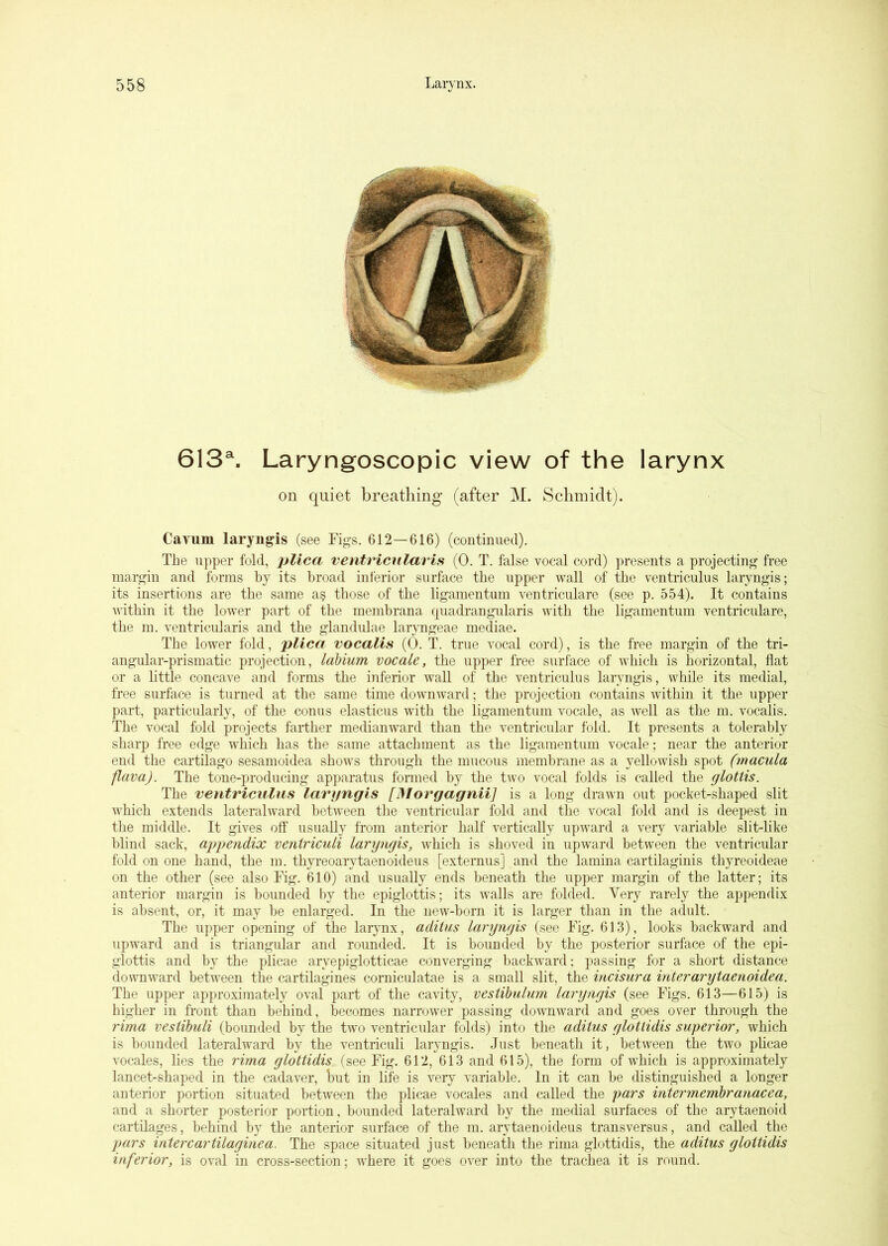 613®. Laryngoscopic view of the larynx on quiet breathing (after M. Schmidt). Cavum laryngis (see Figs. 612—616) (continued). The upper fold, plica ventricular is (0. T. false vocal cord) presents a projecting free margin and forms by its broad inferior surface the upper wall of the ventriculus laryngis; its insertions are the same a§ those of the ligamentum ventriculare (see p. 554). It contains within it the lower part of the membrana (piadrangularis with the ligamentum ventriculare, the m, ventricularis and the glandulae laryngeae mediae. The lower fold, plica vocalis (0. T. true vocal cord), is the free margin of the tri- angular-prismatic projection, labium vocale, the upper free surface of which is horizontal, flat or a little concave and forms the inferior Avail of the ventriculus laryngis, Avhile its medial, free surface is turned at the same time dowuAvard; the projection contains within it the upper part, particularly, of the conus elasticus with the ligamentum Amcale, as Avell as the m, vocalis. The vocal fold projects farther medianward than the ventricular fold. It presents a tolerably sharp free edge which has the same attachment as the ligamentum vocale; near the anterior end the cartilage sesamoidea shoAvs through the mucous membrane as a yelloAvish spot (macula flava). The tone-producing apparatus formed by the two vocal folds is called the glottis. The ventriculus laryngis [Morgagnii] is a long drawn out pocket-shaped slit which extends laterahvard betAA^en the ventricular fold and the vocal fold and is deepest in the middle. It gives off usually from anterior half vertically upward a very variable slit-like blind sack, appendix ventriculi laryngis, AA^hich is shoved in upAvard between the ventricular fold on one hand, the m. thyreoarytaenoideus [externus] and the lamina cartilaginis thyreoideae on the other (see also Fig. 610) and usually ends beneath the upper margin of the latter; its anterior margin is bounded by the epiglottis; its walls are folded. Very rarely the appendix is absent, or, it may be enlarged. In the new-born it is larger than in the adult. The upper opening of the laiynx, adilus laryngis (see Fig. 613), looks backward and upward and is triangular and rounded. It is bounded by the posterior surface of the epi- glottis and by the plicae aryepiglotticae converging backAA^ard; passing for a short distance downward between the cartilagines corniculatae is a small slit, the incisura interarytaenoidea. The upper approximately OA^al part of the caA'ity, vestibulum laryngis (see Figs. 613—615) is higher in front than behind, becomes narrower passing doAAmward and goes over through the rima vestibuli (bounded by the two ventricular folds) into the aditus glotiidis superior, which is bounded lateralward by the A^entriculi laryngis. Just beneath it, betAveen the two plicae A’ocales, lies the rima glottidis (see Fig. 612, 613 and 615), the form of which is approximately lancet-shaped in the cadaver, hut in life is very variable. In it can be distinguished a longer anterior portion situated betAveen the plicae vocales and called the pars intermembrayiacea, and a shorter posterior portion, bounded lateralward by the medial surfaces of the arytaenoid cartilages, behind by the anterior surface of the m. arytaenoideus transversus, and called the pars intercartilaginea. The space situated just beneath the rima glottidis, the aditus glottidis inferior, is oval in cross-section; where it goes OA’er into the trachea it is round.