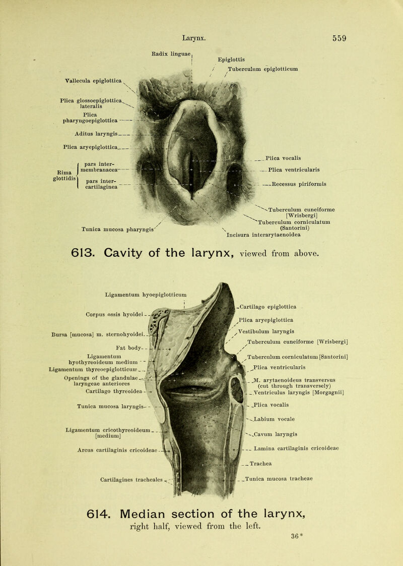 Eadix linguae I Epiglottis Tunica mucosa pharyngis / Tuberculum epiglotticum / Vallecula epiglottica Plica glossoepiglottica, lateralis Plica pharyngoepiglottica Adit us laryngis. Plica pars inter- membranacea pars inter- cartilaginea Rima glottidis' Plica vocalis — Plica ventricularis —Eecessus piriformis ^''Tuberculum cuneiforme [Wrisbergi] 'Tuberculum corniculatum (Santorini) Incisura interarytaenoidea 613. Cavity of the larynx, viewed from above. -Cartilago epiglottica Plica aryepiglottica Vestibulum laryngis cuneiforme [Wrisbergi] Tuberculum corniculatum [Santorini] Plica ventricularis _M. arytaenoideus transversus (cut through transversely) ..Ventriculus laryngis [Morgagnii] ,Plica vocalis ^-..Labium vocale '-Xavum laryngis __ Lamiua cartilaginis cricoideae _ _ Trachea _Tunica mucosa tracheae Ligamentum hyoepiglotticum Corpus ossis hyoidei - Tunica mucosa laryngis- - Ligamentum cricothyreoideum_ _ [medium] Arcus cartilaginis cricoideae - Cartilagines tracheales Bursa [mucosa] m. sternobyoidei. Fat body- Ligamentum byothyreoideum medium   Ligamentum thyreoepiglotticum _ Openings of the glandulae laryngeae anteriores Cartilago 614. Median section of the larynx, right half; viewed from the left. 36*