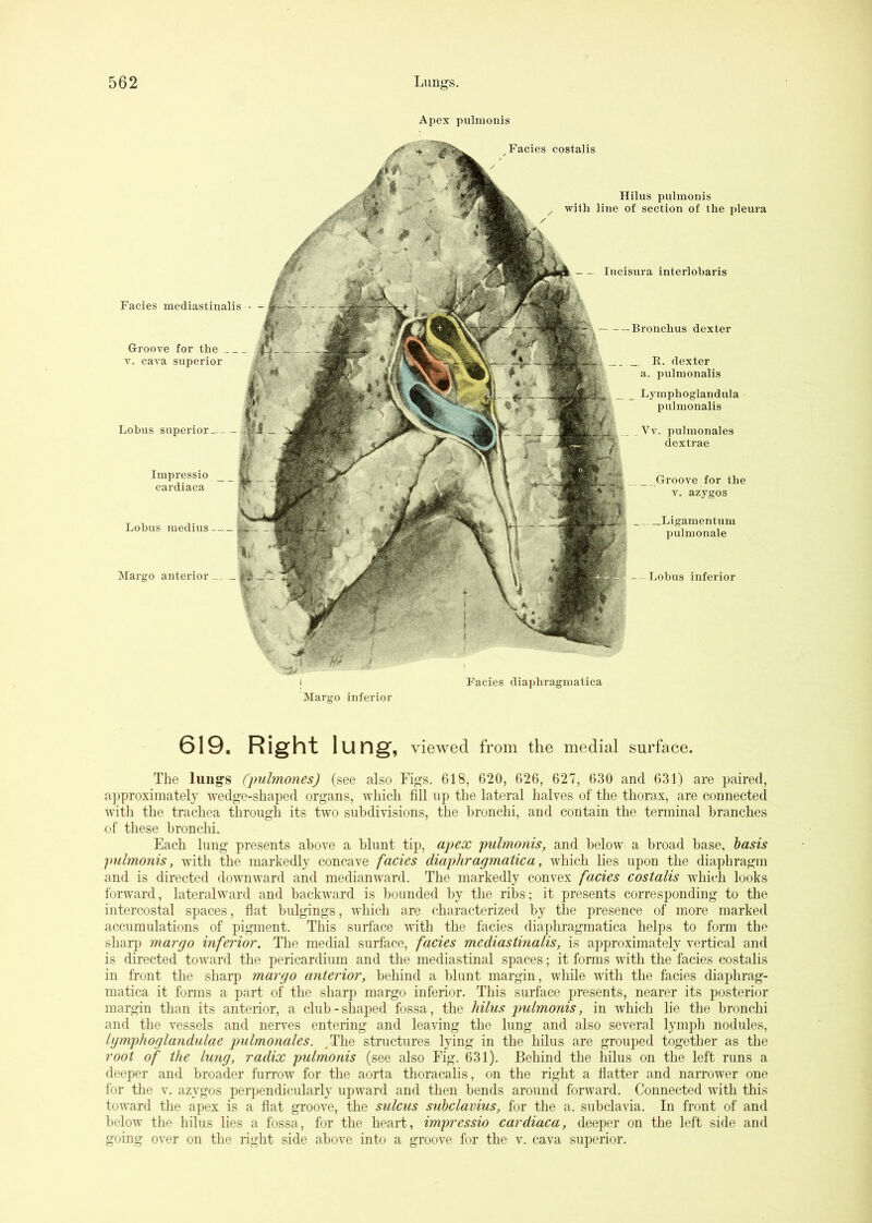 Apex pulmonis Facies mediastinalis Groove for the . V. cava superior Lobus superior __ Impressio cardiaca Lobus medius — Margo anterior ^Facies costalis Hilus pulmonis / with line of section of the pleura Incisura interlobaris Bronchus dexter — Lobus inferior R. dexter a. pulmonalis Lymphoglandula pulmonalis Vv. pulmonales dextrae Groove for the V. azygos _Ligamentum pulmonale I Facies diaphragmatica Margo inferior 619. Right lung, viewed from the medial surface. The lungs (pulmones) (see also Figs. 618, 620, 626, 627, 630 and 631) are paired, approximately wedge-shaped organs, which fill up the lateral halves of the thorax, are connected with the trachea through its two subdmsions, the bronchi, and contain the terminal branches of these bronchi. Each lung presents above a blunt tip, apex pulmonis, and below a broad base, basis pulmonis, with the markedly concave facies diaphragmatica, which lies upon the diaphragm and is directed downward and medianward. The markedly convex facies costalis which looks forward, lateral ward and backward is bounded by the ribs; it presents corresponding to the intercostal spaces, fiat bulgings, which are characterized by the presence of more marked accumulations of pigment. This surface with the facies diaphragmatica helps to form the sharjD margo inferior. The medial surface, facies mediastinalis, is approximately vertical and is directed toward the pericardium and the mediastinal spaces; it forms with the facies costalis in front the sharp margo anterior, behind a blunt margin, while with the facies diaphrag- matica it forms a part of the sharp margo inferior. This surface presents, nearer its posterior margin than its anterior, a club-shaped fossa, the hilus pulmonis, in which lie the bronchi and the vessels and nerves entering and leaving the lung and also several lymph nodules, lymphoglandulae pulmonales. ,The structures lying in the hilus are grouped together as the root of the lung, radix pulmonis (see also Fig. 631). Behind the hilus on the left runs a deeper and broader furrow for the aorta thoracalis, on the right a flatter and narrower one for the V. azygos perpendicularly upward and then bends around forward. Connected with this toward the apex is a flat groove, the sulcus suhclavius, for the a, subclavia. In front of and below the hilus lies a fossa, for the heart, impressio cardiaca, deeper on the left side and going over on the right side above into a groove for the v. cava superior.