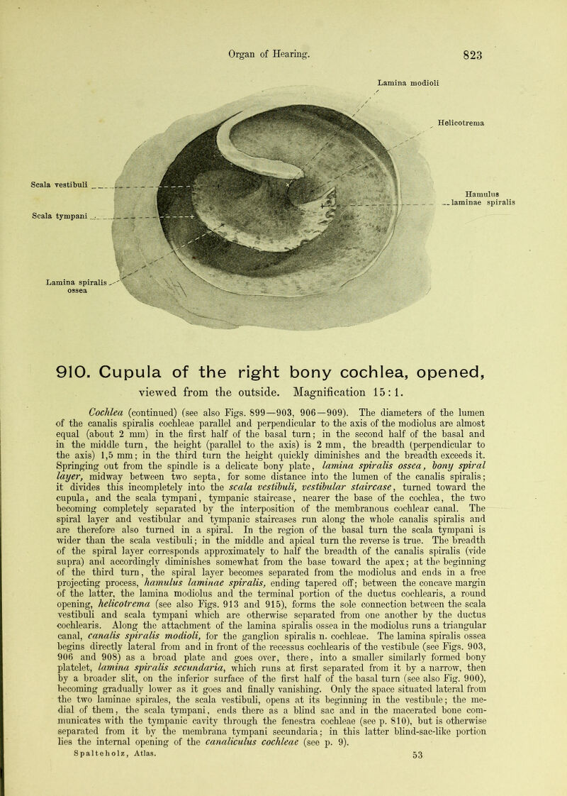 Lamina modioli Helicotrema Scala vestibuli Scala tympani Hamulus . laminae spiralis Lamina spiralis ossea 910. Cupula of the right bony cochlea, opened, viewed from the outside. Magnification 15:1. Cochlea (continued) (see also Figs. 899—903, 906—909), The diameters of the lumen of the canalis spiralis cochleae parallel and perpendicular to the axis of the modiolus are almost equal (about 2 mm) in the first half of the basal turn; in the second half of the basal and in the middle turn, the height (parallel to the axis) is 2 mm, the breadth (perpendicular to the axis) 1,5 mm; in the third turn the height quickly diminishes and the breadth exceeds it. Springing out from the spindle is a delicate bony plate, lamina spiralis ossea, bony spiral layer, midway between two septa, for some distance into the lumen of the canalis spiralis; it divides this incompletely into the scala vestibuli, vestibular staircase^ turned toward the cupula, and the scala tympani, tympanic staircase, nearer the base of the cochlea, the two becoming completely separated by the interposition of the membranous cochlear canal. The spiral layer and vestibular and tympanic staircases run along the whole canalis spiralis and are therefore also turned in a spiral. In the region of the basal turn the scala tympani is wider than the scala vestibuli; in the middle and apical turn the reverse is true. The breadth of the spiral layer corresponds approximately to half the breadth of the canalis spiralis (vide supra) and accordingly diminishes somewhat from the base toward the apex; at the beginning of the third turn, the spiral layer becomes separated from the modiolus and ends in a free projecting process, hamulus laminae spiralis, ending tapered off; between the concave margin of the latter, the lamina modiolus and the terminal portion of the ductus cochlearis, a round opening, helicotrema (see also Figs. 913 and 915), forms the sole connection between the scala vestibuli and scala tympani which are otherwise separated from one another by the ductus cochlearis. Along the attachment of the lamina spiralis ossea in the modiolus runs a triangular canal, canalis spiralis modioli, for the ganglion spiralis n. cochleae. The lamina spiralis ossea begins directly lateral from and in front of the recessus cochlearis of the vestibule (see Figs. 903, 906 and 908) as a broad plate and goes over, there, into a smaller similarly formed bony platelet, lamina spiralis secundaria, which runs at first separated from it by a narrow, then by a broader slit, on the inferior surface of the first half of the basal turn (see also Fig. 900), becoming gradually lower as it goes and finally vanishing. Only the space situated lateral from the two laminae spirales, the scala vestibuli, opens at its beginning in the vestibule; the me- dial of them, the scala tympani, ends there as a blind sac and in the macerated bone com- municates with the tympanic cavity through the fenestra cochleae (see p. 810), but is otherwise separated from it by the membrana tympani secundaria; in this latter blind-sac-like portion lies the internal opening of the canaliculus cochleae (see p. 9). Spalteholz, Atlas. 53