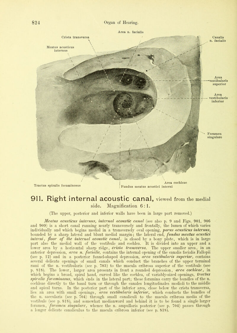 Area n. facialis Crista transversa Meatus acusticus internus Foramen singulare Canalis ^ n. facialis Area superior Area vestibularis inferior Tractus spiralis foraminosus Area cochleae Fundus meatus acustici iuterni 911. Right internal acoustic canal, viewed from the medial side. Magnification 6:1. (The upper, posterior and inferior walls have been in large part removed.) Meatus acusticus internus, internal acoustic canal (see also p. 9 and Figs, 901, 906 and 909) is a short canal running nearly transversely and frontally, the lumen of which varies individually and which begins medial in a transversely oval opening, poi'us acusticus internus, bounded by a sharp lateral and blunt medial margin; the lateral end, fundus meatus acustici interni, floor of the internal acoustic canal, is closed by a bony plate, which is in large part also the medial wall of the vestibule and cochlea. It is divided into an upper and a lower area by a horizontal sharp ridge, crista transversa. The upper smaller area, in an anterior depression, area n. facialis, contains the internal opening of the canalis facialis Fallopii (see p. 12) and in a posterior funnel-shaped depression, area vestibularis superior, contains several delicate openings of small canals which conduct the branches of the upper terminal rami of the n. vestibularis (see p. 703) to the macula cribrosa superior of the vestibule (see p. 818). The lower, larger area presents in front a rounded depression, area cochleae, in which begins a broad, spiral band, curved like the cochlea, of variably-sized openings, tractus spiralis foraminosus, which ends in the lateral part; these foramina carry the bundles of the n. cochleae directly to the basal turn or through the canales longitudinales modioli to the middle and apical turns. In the posterior part of the inferior area, close below the crista transversa, lies an area with small openings, area vestibularis inferior, which conducts the bundles of the n. saccularis (see p. 704) through small canaliculi to the macula cribrosa media of the vestibule (see p. 818), and somewhat medianward and behind it is to be found a single larger foramen, foramen singulare, whence the n. ampullaris posterior (see p. 704) passes through a longer delicate canaliculus to the macula cribrosa inferior (see p. 818).