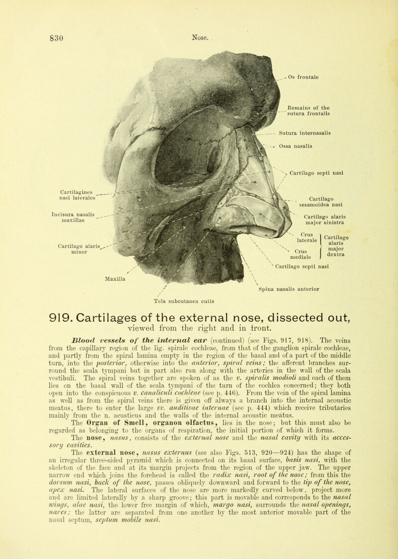 Cartilagines nasi laterales Incisura nasalis maxillae Cartilage alaris^ minor Os frontale Eemains of the sutura frontalis Cartilage septi nasi Cartilage sesamoidea nasi Cartilage alaris major sinistra t major dextra '' Cartilage septi nasi Spina nasalis anterior Maxilla Sutura internasalis Ossa nasalia Tela subcutanea cutis 919. Cartilages of the external nose, dissected out, viewed from the right and in front. Stood vessels of the internal ear (continued) (see Figs. 917, 918). The veins from the capillary region of the lig. spirale cochleae, from that of the ganglion spirale cochleae, and partly from the spiral lamina empty in the region of the basal and of a part of the middle turn, into the iposterior, otherwise into the anterior, spiral veins; the afferent branches sur- round the scala ttTupani but in part also run along with the arteries in the wall of the scala vestibuli. The spiral veins together are spoken of as the v. spiralis modioli and each of them lies on the basal wall of the scala tympani of the turn of the cochlea concerned; they both open into the conspicuous v. canaliculi cochleae (see p. 446). From the vein of the spiral lamina as well as from the spiral veins there is given off always a branch into the internal acoustic meatus, there to enter the large vv. auditivae internae (see p. 444) which receive tributaries mainly from the n. acusticus and the walls of the internal acoustic meatus. The Organ of Smell, organon olfactus, hes in the nose; but this must also he regarded as belonging to the organs of respiration, the initial portion of which it forms. The nose, nasus, consists of the external nose and the nasal cavity with its acces- sory cavities. The external nose, nasus externus (see also Figs. 513, 920—924) has the shape of an irregular three-sided pyramid which is connected on its basal surface, basis nasi, with the skeleton of the face and at its margin projects from the region of the upper jaw. The upper narrow end which joins the forehead is called the radix nasi^ root of the nose; from this the dorsum nasi, hack of the nose, passes obliquely downward and forward to the tij> of the nose, apex nasi. The lateral surfaces of the nose are more markedly curved below, project more and are limited laterally by a sharp groove; this part is movable and corresponds to the nasal wings, alae nasi, the lower free margin of which, margo nasi, surrounds the nasal openings, nares; the latter are separated from one another by the most anterior movable part of the nasal septum, septum mobile nasi.