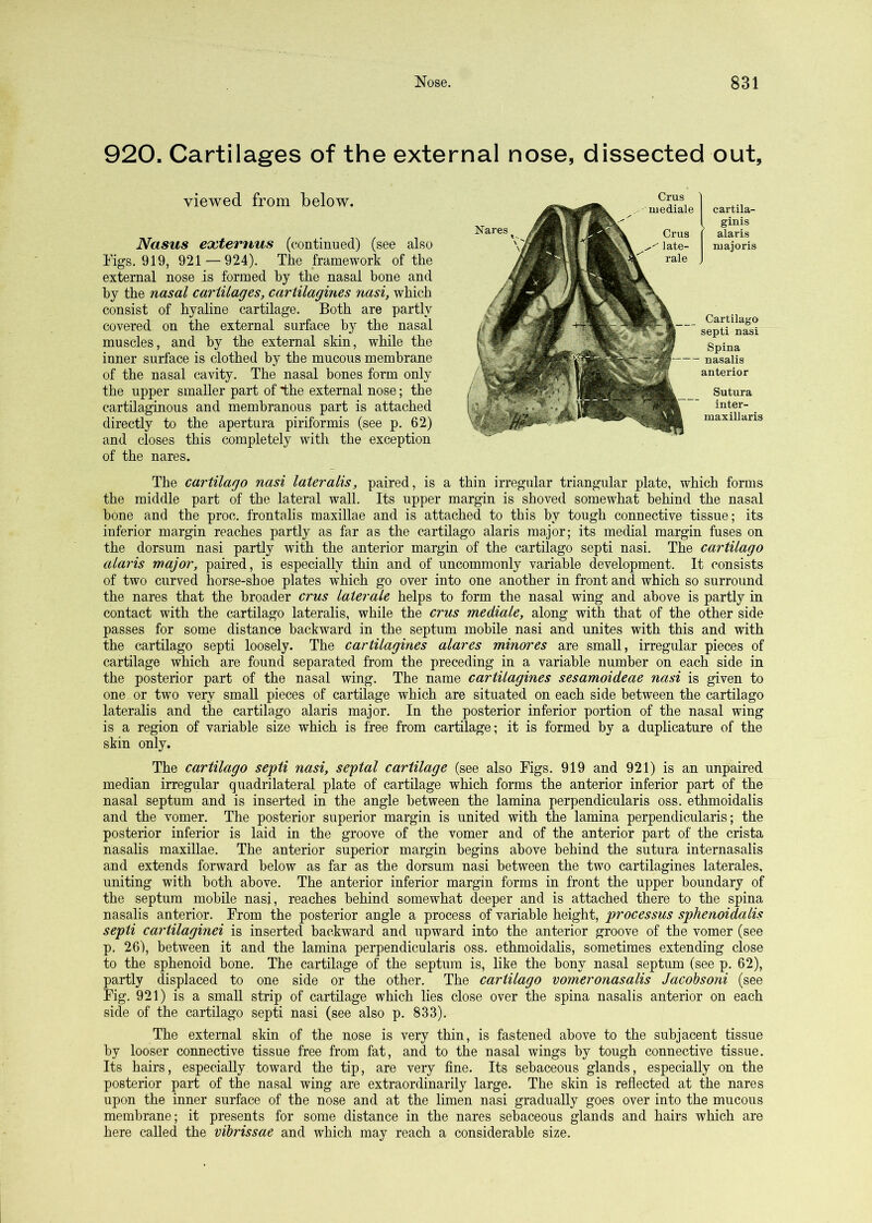 920. Cartilages of the external nose, dissected out. viewed from below. Nasus exteruus (continued) (see also Figs. 919, 921 — 924). The framework of the external nose is formed by the nasal bone and by the nasal cartilages, cariilagines nasi, which consist of hyaline cartilage. Both are partly covered on the external surface by the nasal muscles, and by the external skin, while the inner surface is clothed by the mucous membrane of the nasal cavity. The nasal bones form only the upper smaller part of the external nose; the cartilaginous and membranous part is attached directly to the apertura piriformis (see p. 62) and closes this completely with the exception of the nares. Cartilugo septi nasi Spina nasalis anterior Sutura inter- maxillaris cartila- ginis alaris majoris Crus luediale Nares Crus late- rale The cartilago nasi lateralis, paired, is a thin irregular triangular plate, which forms the middle part of the lateral wall. Its upper margin is shoved somewhat behind the nasal bone and the proc. frontalis maxillae and is attached to this by tough connective tissue; its inferior margin reaches partly as far as the cartilago alaris major; its medial margin fuses on the dorsum nasi partly with the anterior margin of the cartilago septi nasi. The cartilago alaris major, paired, is especially thin and of uncommonly variable development. It consists of two curved horse-shoe plates which go over into one another in front and which so surround the nares that the broader crus later ale helps to form the nasal wing and above is partly in contact with the cartilago lateralis, while the crus mediale, along with that of the other side passes for some distance backward in the septum mobile nasi and unites with this and with the cartilago septi loosely. The cariilagines alares minores are small, irregular pieces of cartilage which are found separated from the preceding in a variable number on each side in the posterior part of the nasal wing. The name cariilagines sesamoideae nasi is given to one or two very small pieces of cartilage which are situated on each side between the cartilago lateralis and the cartilago alaris major. In the posterior inferior portion of the nasal wing is a region of variable size which is free from cartilage; it is formed by a duplicature of the skin only. The cartilago septi nasi, septal cartilage (see also Figs. 919 and 921) is an unpaired median irregular quadrilateral plate of cartilage which forms the anterior inferior part of the nasal septum and is inserted in the angle between the lamina perpendicularis oss. ethmoidalis and the vomer. The posterior superior margin is united with the lamina perpendicularis; the posterior inferior is laid in the groove of the vomer and of the anterior part of the crista nasalis maxillae. The anterior superior margin begins above behind the sutura internasalis and extends forward below as far as the dorsum nasi between the two cartilagines laterales, uniting with both above. The anterior inferior margin forms in front the upper boundary of the septum mobile nasi, reaches behind somewhat deeper and is attached there to the spina nasalis anterior. From the posterior angle a process of variable height, processus sphenoidalis septi cartilaginei is inserted backward and upward into the anterior groove of the vomer (see p. 26), between it and the lamina perpendicularis oss. ethmoidalis, sometimes extending close to the sphenoid bone. The cartilage of the septum is, like the bony nasal septum (see p. 62), partly displaced to one side or the other. The cartilago vomeronasalis Jacohsoni (see Fig. 921) is a small strip of cartilage which lies close over the spina nasalis anterior on each side of the cartilago septi nasi (see also p. 833). The external skin of the nose is very thin, is fastened above to the subjacent tissue by looser connective tissue free from fat, and to the nasal wings by tough connective tissue. Its hairs, especially toward the tip, are very fine. Its sebaceous glands, especially on the posterior part of the nasal wing are extraordinarily large. The skin is reflected at the nares upon the inner surface of the nose and at the limen nasi gradually goes over into the mucous membrane; it presents for some distance in the nares sebaceous glands and hairs which are here called the vibrissae and which may reach a considerable size.