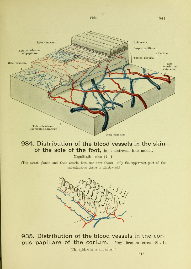 Epidermis Corpus papillare > V Corium Tunica propria ' Rete arteriosum cutaneum Rete venosum Rete venosum Rete venosum Rete arteriosum subpapillare Tela subcutanea (Panniculus adiposus) 934. Distribution of the blood vessels in the skin of the sole of the foot, in a staircase - like model. Magnification circa 12 : 1. (The sweat-glands and their vessels have not been shown; only the uppermost part of the subcutaneous tissue is illustrated.) 935. Distribution of the blood vessels in the cor- pus papillare of the corium. Magnification circa 40:1. (The epidermis is not shown.) 54