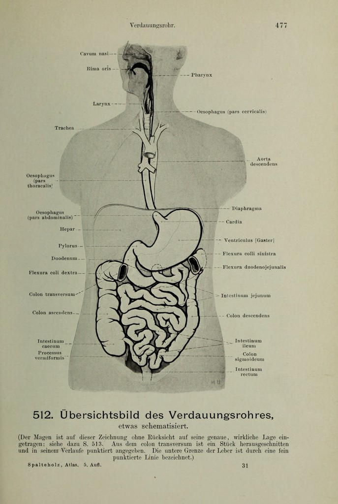 Handatlas der Anatomie des Menschen / bearbeitet von Werner