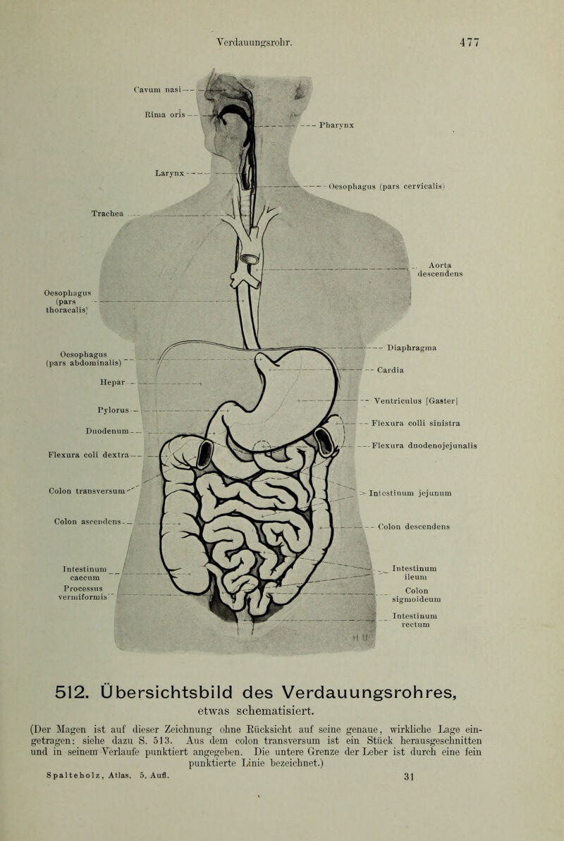 Cavum liasi — Rima oris- Trachea Larynx Oesophagus (pars cerricalis) . .. Aorta deseendens Oesophagus (pars thoraealis] Oesophagus (pars abdominalis) Hepar — Pylorus - Duodenum — Flexura coli dextra— ■■ Colon transversum^ Colon asccmlens-— _ / / Intestinum r caecum Processus / vermiformis’ * Diaphragma - Cardia Ventriculus [Gaster] Flexura colli sinistra Flexura duodenojejunalis Intestinum jejunum Pharynx - Colon deseendens Intestinum ileum Colon sigmoideum Intestinum rectum 512. Übersichtsbild des Verdauungsrohres, etwas schematisiert. (Der Magen ist auf dieser Zeichnung ohne Rücksicht auf seine genaue, wirkliche Lage ein- getragen: siehe dazu S. 513. Aus dem colon transversum ist ein Stück herausgeschnitten und in seinem Verlaufe punktiert angegeben. Die untere Grenze der Leber ist durch eine fein punktierte Linie bezeichnet.) Spalteholz, Atlas. 5. Aufl. 31