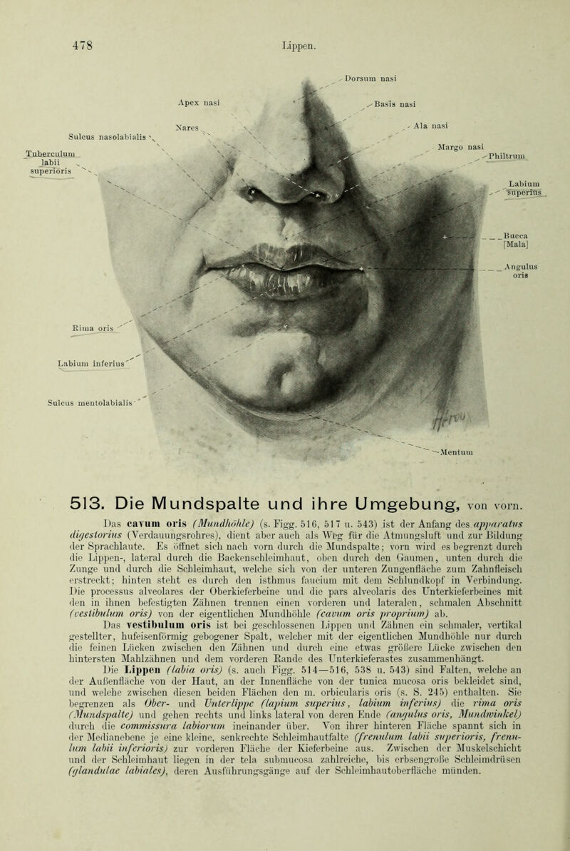 Dorsum uasi Na res Sulcus nasolabialis ' ^Tuberculum labii superioris Rima oris Labium inferius Sulcus mentolabialis' ^ Basis nasi - Ala nasi Margo nasi Apex nasi Philtrum Labium ^ ^ ^superius Bucca [Mala] Angulus oris —Mentum 513. Die Mundspalte und ihre Umgebung, von vorn. Las cavum oris (Mundhöhle) (s. Figg. 516, 517 u. 543) ist der Anfang des apparatus digesiorius (Verdauungsrohres), dient aber auch als Weg für die Atmungsluft und zur Bildung der Sprachlaute. Es üfihet sich nach vorn durch die Mundspalte; vorn wird es begrenzt durch die Lippen-, lateral durch die Backenschleimhaut, oben durch den Gaumen, unten durch die Zunge und durch die Schleimhaut, welche sich von der unteren Zungenfläche zum Zahnfleisch erstreckt; hinten steht es durch den isthmus fauciuru mit dem Schlundkopf in Verbindung. Die processus alveolares der Oberkieferbeine und die pars alveolaris des Unterkieferbeines mit den in ihnen befestigten Zähnen trennen einen vorderen und lateralen, schmalen Abschnitt (oestibulum oris) von der eigentlichen Mundhöhle (cavum oris proprium) ab. Das vestibiilum oris ist bei geschlossenen lappen und Zähnen ein schmaler, vertikal gestellter, hufeisenförmig gebogener Spalt, welcher mit der eigentlichen Mundhöhle nur durch die feinen Lücken zwischen den Zähnen und durch eine etwas größere Lücke zwischen den hintersten Mahlzähnen und dem vorderen Bande des LTnterkieferastes zusammenhängt. Die Lippen (labia oris) (s. auch Figg. 514 — 516, 538 u. 543) sind Falten, welche an der Außenfläche von der Haut, an der Innenfläche von der tunica mucosa oris bekleidet sind, und welche zwischen diesen beiden Flächen den m. orbicularis oris (s. S. 245) enthalten. Sie begrenzen als Ober- und Unterlippe (lapium superius, labium inferius) die rima oris (Mundspalte) und gehen rechts und links lateral von deren Ende (angulus oris, Mundwinkel) durch die commissura labiorum ineinander über. Von ihrer hinteren Eliiche spannt sich in der Medianebene je eine kleine, senkrechte Schleimhautfalte (frenulum labii superioris, frenu- lum labii inferioris) zur vorderen Fläche der Kieferbeine aus. Zwischen der Muskelschicht und der Schleimhaut liegen in der tela submucosa zahlreiche, bis erbsengroße Schleimdrüsen (glandulae labiales), deren Ausführungsgänge auf der Schleimhautoberfläche münden.