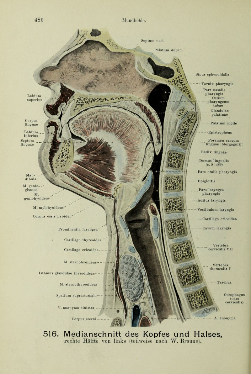 M. genio-, '' glossus M. geniohyoideus M. mylohyoideus' Corpus ossis hyoidei' Prominentia laryngea' • Cartilago thyreoidea Cartilago ericoidea- - M. sternohyoideus- - Isthmus glandulae thyreoideae M. steruothyreoideus— .Spatium suprasternale— - V. anonyma sinistra - Corpus sterni Lahiutn superius Corpus _ linguae Labiurn,. inferius Septum linguae Septum nasi Palatum durum Sinus sphenoidalis Vertebra cervicalis VII Vertebra tboracalis I Trachea Oesophagus (pars cervicalis) A. anonyma Epistropheus _ Foramen caeeum linguae [Morgagnii]] — Radix linguae _ Ductus lingualis (s. S. 489) - Pars oralis pharyngis — Epiglottis Pars laryngea pharyngis Aditus laryngis Vestibulum laryngis I Cartilago ericoidea \ Cavum laryngis “Fornix pharyngis Pars nasalis pharyngis Ostium — pharyngeum tubae Glandulae palatinae Palatum molle 516. Median schnitt des Kopfes und Halses, rechte Hälfte von links (teilweise nach W. Braune).