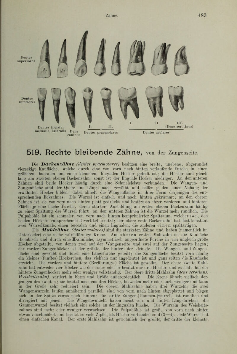 Dentes superiores Dentes inferiores Dentes incisivi ~ medialis, lateralis Dens I. II. (Dens serotinus) caninus Dentes praemolares Dentes molares 519. Rechte bleibende Zähne, von der Zungenseite. Die Backenzähne (dcräcs praemolares) besitzen eine breite, unebene, abgerundet viereckige Kau fläche, welche durch eine von vorn nach hinten verlautende Furche in einen größeren, buecalen und einen kleineren, lingualen Höcker geteilt ist; die Höcker sind gleich lang am zweiten oberen Backenzahn; sonst ist der linguale Höcker niedriger. An den unteren Zähnen sind beide Höcker häufig durch eine Schmelzleiste verbunden. Die Wangen- und Zungenfläche sind der Quere und Länge nach gewölbt und helfen je den einen Abhang der erwähnten Höcker bilden; dabei ähnelt die Wangenfläche in ihrer Form derjenigen des ent- sprechenden Eckzahnes. Die Wurzel ist einfach und nach hinten gekrümmt; an den oberen Zähnen ist sie von vorn nach hinten platt gedrückt und besitzt an ihrer vorderen und hinteren Fläche je eine flache Furche, deren stärkere Ausbildung am ersten oberen Backenzahn häufig zu einer Spaltung- der Wurzel führt; an den unteren Zähnen ist die Wurzel mehr rundlich. Die Pulpahöhle ist ein schmaler, von vorn nach hinten komprimierter Spaltraum, welcher zwei, den beiden Höckern entsprechende Divertikel besitzt; der obere erste Backenzahn hat fast konstant zwei Wurzelkanäle, einen buecalen und einen lingualen, die anderen einen spaltartigen. Die Mahlzähne (denles molares) sind die stärksten Zähne und haben (namentlich im Unterkiefer) eine mehr würfelförmige Krone. Am oberen ersten Mahlzahn ist die Kaufläche rhombisch und durch eine H-ähnliche, asymmetrisch angeordnete Furche in vier ungleich große Höcker abgeteilt, von denen zwei auf der Wangenseite und zwei auf der Zungenseite liegen; der vordere Zungenhöcker ist der größte, der hintere der kleinste. Die Wangen- imd Zungen- fläche sind gewölbt und durch eine Längsfurche geteilt; die Zuugenfläche besitzt vorn häufig ein kleines (fünftes) Hückerchen, das vielfach nur angedeutet ist und ganz selten die Kaufläche erreicht. Die vordere und hintere (Beriihrungs-) Fläche ist gewölbt. Der obere zweite Mahl- zahn hat entweder vier Höcker wie der erste; oder er besitzt nur drei Höcker, und es fehlt ihm der hintere Zungenhöcker mehr oder weniger vollständig. Der obere dritte Mahlzahn fdens serotinus, Weisheitszahn), variiert in Form und Größe außerordentlich. Die Krone ähnelt vielfach der- jenigen des zweiten; sie besitzt meistens drei Höcker, bisweilen mehr oder auch weniger und kann in der Größe sehr reduciert sein. Die oberen Mahlzähne haben drei Wurzeln; die zwei Wangenwurzeln laufen annähernd parallel, sind von vorn nach hinten abgeplattet und biegen sich an der Spitze etwas nach hinten; die dritte Zungen-(Gaumen-)wurzel, ist rundlich und divergiert mit jenen. Die Wangenwurzeln haben meist vorn und hinten Längsfurchen, die Gaumenwurzel besitzt vielfach eine solche an der lingualen Fläche. Die Wurzeln des Weisheits- zahnes sind mehr oder weniger verwachsen. Die Pulpahöhle ist groß, von vorn nach hinten etwas verschmälert und besitzt so viele Zipfel, als Höcker vorhanden sind (3—4). Jede Wurzel hat einen einfachen Kanal. Der erste Mahlzahn ist gewöhnlich der größte, der dritte der kleinste.