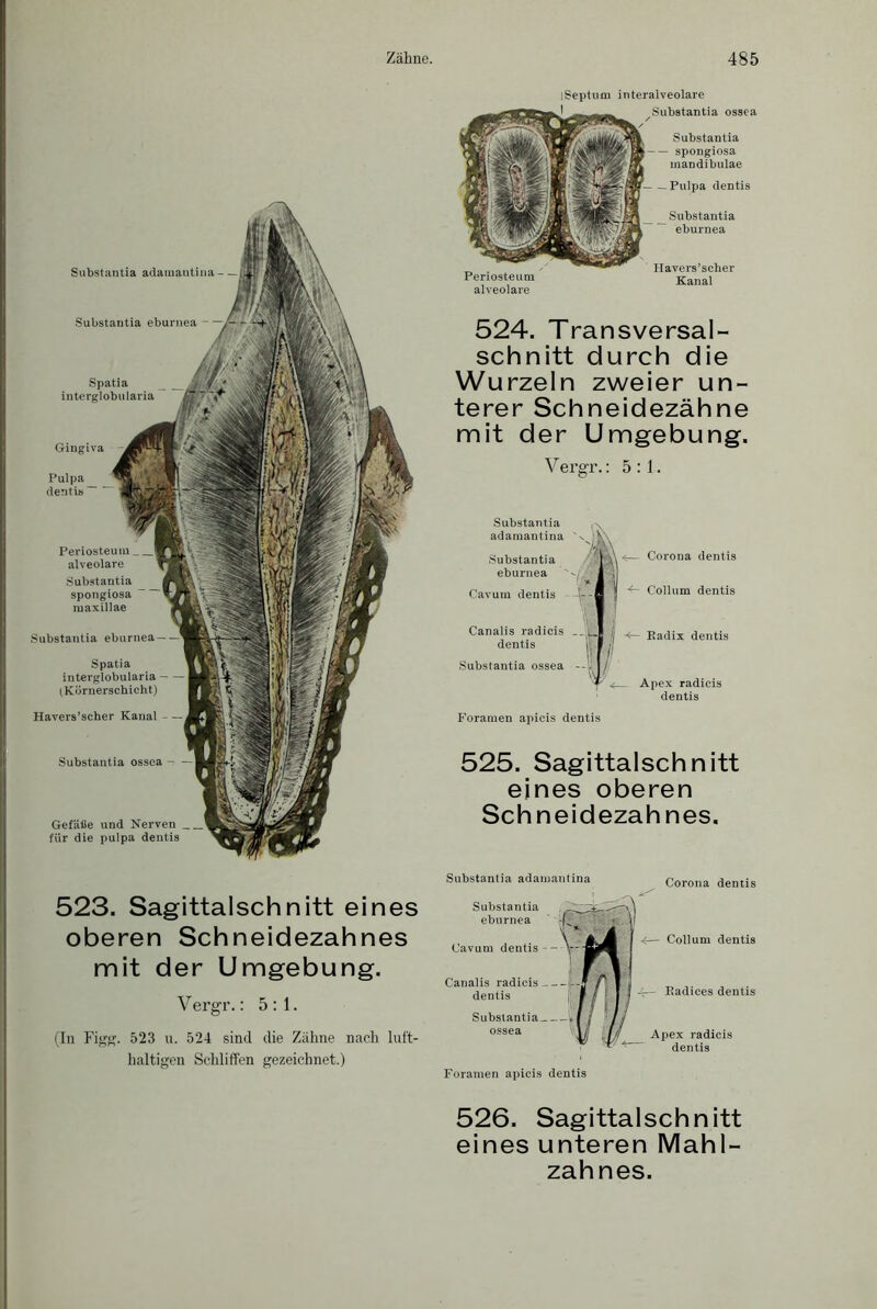 Substantia adamantina Substantia eburnea Spatia interglobularia Gingiva Pulpa dentis Substantia ossea - — Gefäße und Nerven für die pulpa dentis Substantia eburnea Spatia interglobularia (Körnerschicht) Havers’scher Kanal — Periosteum alveolare Substantia spongiosa raaxillae 523. Sagittalschnitt eines oberen Schneidezahnes mit der Umgebung. Vergr.: 5:1. (In Figg. 523 u. 524 sind die Zahne nach luft- haltigen Schliffen gezeichnet.) ISeptum interalveolare Substantia ossea / Substantia spongiosa mandibulae Pulpa dentis Substantia eburnea Periosteum alveolare Havers’scher Kanal 524. Transversal- schnitt durch die Wurzeln zweier un- terer Schneidezähne mit der Umgebung. Vergr.: 5:1. Substantia adamantina Substantia eburnea Cavum dentis Canalis radicis dentis Substantia ossea $— Corona dentis -t- Collum dentis Radix dentis Apex radieis dentis Foramen apicis dentis 525. Sagittalschnitt eines oberen Schneidezahnes. Substantia adamantina Substantia eburnea Cavum dentis Canalis radicis i, dentis Substantia, Foramen apicis dentis Corona dentis (— Collum dentis Radices dentis Apex radicis dentis 526. Sagittalschnitt eines unteren Mahl- zahnes.
