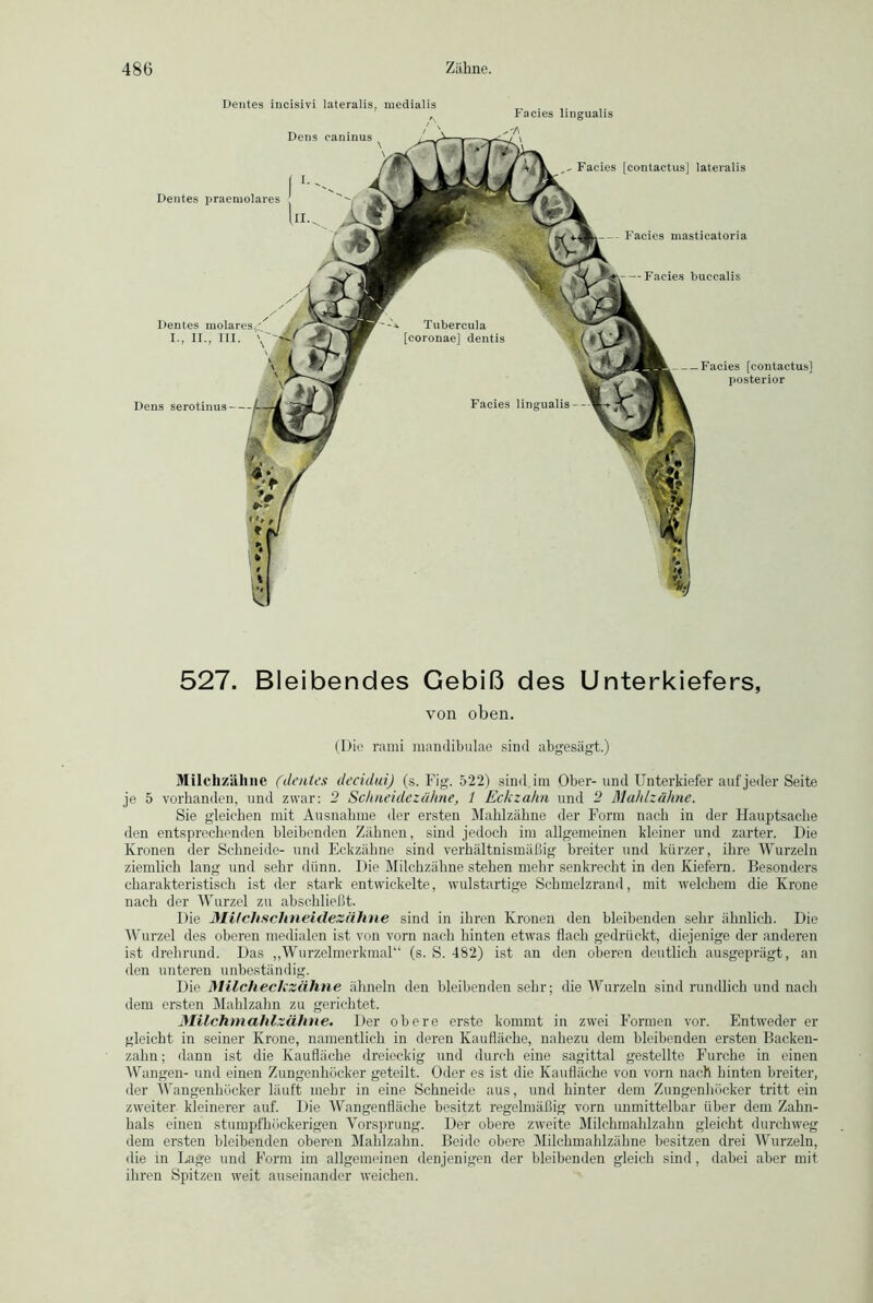 527. Bleibendes Gebiß des Unterkiefers, von oben. (Die rami mandibulae sind abgesägt.) Milchzähne (dentes decidui) (s. Fig. 522) sind, im Ober-und Unterkiefer auf jeder Seite je 5 vorhanden, und zwar: 2 Schneidezähne, 1 Eckzahn und 2 Mahlzähne. Sie gleichen mit Ausnahme der ersten Mahlzähne der Form nach in der Hauptsache den entsprechenden bleibenden Zähnen, sind jedoch im allgemeinen kleiner und zarter. Die Kronen der Schneide- und Eckzähne sind verhältnismäßig breiter und kürzer, ihre Wurzeln ziemlich lang und sehr dünn. Die Milchzähne stehen mehr senkrecht in den Kiefern. Besonders charakteristisch ist der stark entwickelte, wulstartige Schmelzrand, mit welchem die Krone nach der Wurzel zu abschließt. Die Milchschneidezähne sind in ihren Kronen den bleibenden sehr ähnlich. Die Wurzel des oberen medialen ist von vorn nach hinten etwas flach gedrückt, diejenige der anderen ist drehrund. Das „Wurzelmerkmal“ (s. S. 482) ist an den oberen deutlich ausgeprägt, an den unteren unbeständig. Die Milcheckzähne ähneln den bleibenden sehr; die Wurzeln sind rundlich und nach dem ersten Mahlzahn zu gerichtet. Milchmahlzähne. Der obere erste kommt in zwei Formen vor. Entweder er gleicht in seiner Krone, namentlich in deren Kaufläche, nahezu dem bleibenden ersten Backen- zahn; dann ist die Kaufläche dreieckig und durch eine sagittal gestellte Furche in einen Wangen- und einen Zungenhöcker geteilt. Oder es ist die Kaufläche von vorn nach hinten breiter, der Wangenhücker läuft mehr in eine Schneide aus, und hinter dem Zungenhöcker tritt ein zweiter kleinerer auf. Die Wangenfläche besitzt regelmäßig vorn unmittelbar über dem Zahn- hals einen stumpfhöckerigen Vorsprung. Der obere zweite Milchmahlzahn gleicht durchweg dem ersten bleibenden oberen Mahlzahn. Beide obere Milchmahlzähne besitzen drei Wurzeln, die in Lage und Form im allgemeinen denjenigen der bleibenden gleich sind, dabei aber mit ihren Spitzen weit auseinander weichen.