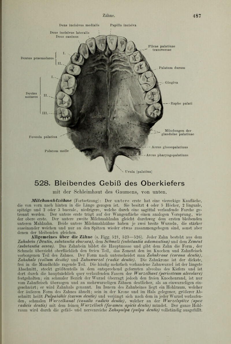 Dens incisivus medialis Papilla ineisiva Dens incisivus lateralis —Raphe palati Foveola palatina Palatum molle Mündungen der glandulae palatinae — Arcus glossopalatinus Arcus pharyngopalatinus Uvula [palatina] Dens caninus Dentes praemolares Gingiva Dentes molares Plicae palatinae transversae Palatum durum 528. Bleibendes Gebiß des Oberkiefers mit der Schleimhaut des Gaumens, von unten. Milchmahlzähne (Fortsetzung): Der untere erste hat eine viereckige Kaufläche, die von vom nach hinten in die Länge gezogen ist. Sie besitzt 4 oder 5 Höcker, 2 linguale, spitzige und 2 oder 3 buccale, niedrigere, welche durch eine sagittal verlaufende Furche ge- trennt werden. Der untere erste trägt auf der Wangenfläche einen analogen Vorsprung, wie der obere erste. Der untere zweite Milchmahlzahn gleicht durchweg dem ersten bleibenden unteren Mahlzahn. Beide untere Milchmahlzähne haben je zwei breite Wurzeln, die stärker auseinander weichen und nur an den Spitzen wieder etwas zusammengebogen sind, sonst aber denen der bleibenden gleichen Allgemeines über die Zähne (s. Figg. 521, 523—526). Jeder Zahn besteht aus dem Zahnbein (Dentin, substantia eburnea), dem Schmelz (substantia adamantina) und dem Zement (substantia ossea). Das Zahnbein bildet die Hauptmasse und gibt dem Zahn die Form, der Schmelz überzieht oberflächlich den freien Teil, das Zement den im Knochen und Zahnfleisch verborgenen Teil des Zahnes. Der Form nach unterscheidet man Zahnkrone (corona dentis), Zahnhals (collum deiitis) und Zahnwurzel (radix dentis). Die Zahnkrone ist der dickste, frei in die Mundhöhle ragende Teil. Die häufig mehrfach vorhandene Zahnwurzel ist der längste Abschnitt, steckt größtenteils in dem entsprechend geformten alveolus des Kiefers und ist dort durch die hauptsächlich quer verlaufenden Fasern der Wurzelhaut (periosteum alveolare) festgehalten; ein schmaler Bezirk der Wurzel überragt jedoch den freien Knochenrand, ist nur vom Zahnfleisch überzogen und an mehrwurzeligen Zähnen deutlicher, als an einwurzeligen ein- geschnürt; er wird Zahnhals genannt. Im Innern des Zahnbeines liegt ein Hohlraum, welcher der äußeren Form des Zahnes ähnelt; sein in der Krone und im Hals gelegener, größerer Ab- schnitt heißt Pulpahöhle (cavum dentis) und verjüngt sich nach dem in jeder Wurzel verlaufen- den, schmalen Wurzelkanal (canalis radicis dentis), welcher an der Wurzelspitze (apex radicis dentis) mit dem feinen Warze Hoch (foramen apicis dentis) mündet. Der ganze Hohl- raum wird durch die gefäß- und nervenreiche Zahnpulpa (pulpa dentis) vollständig ausgefüllt.