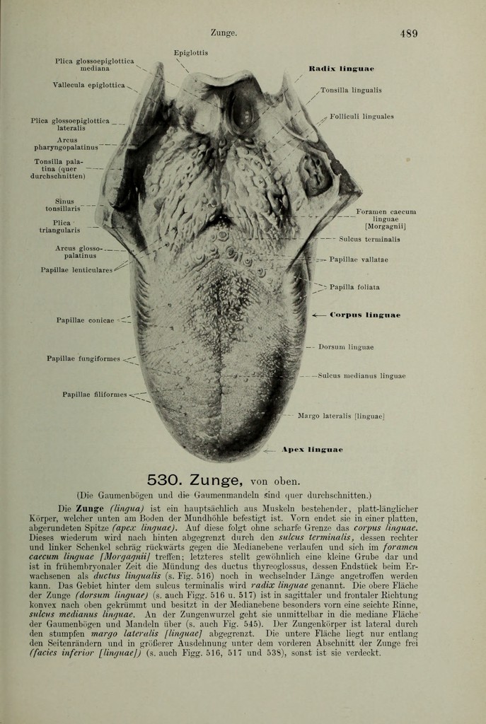 Handatlas der Anatomie des Menschen / bearbeitet von Werner