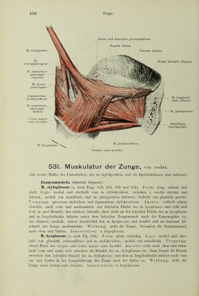 Handatlas der Anatomie des Menschen / bearbeitet von Werner