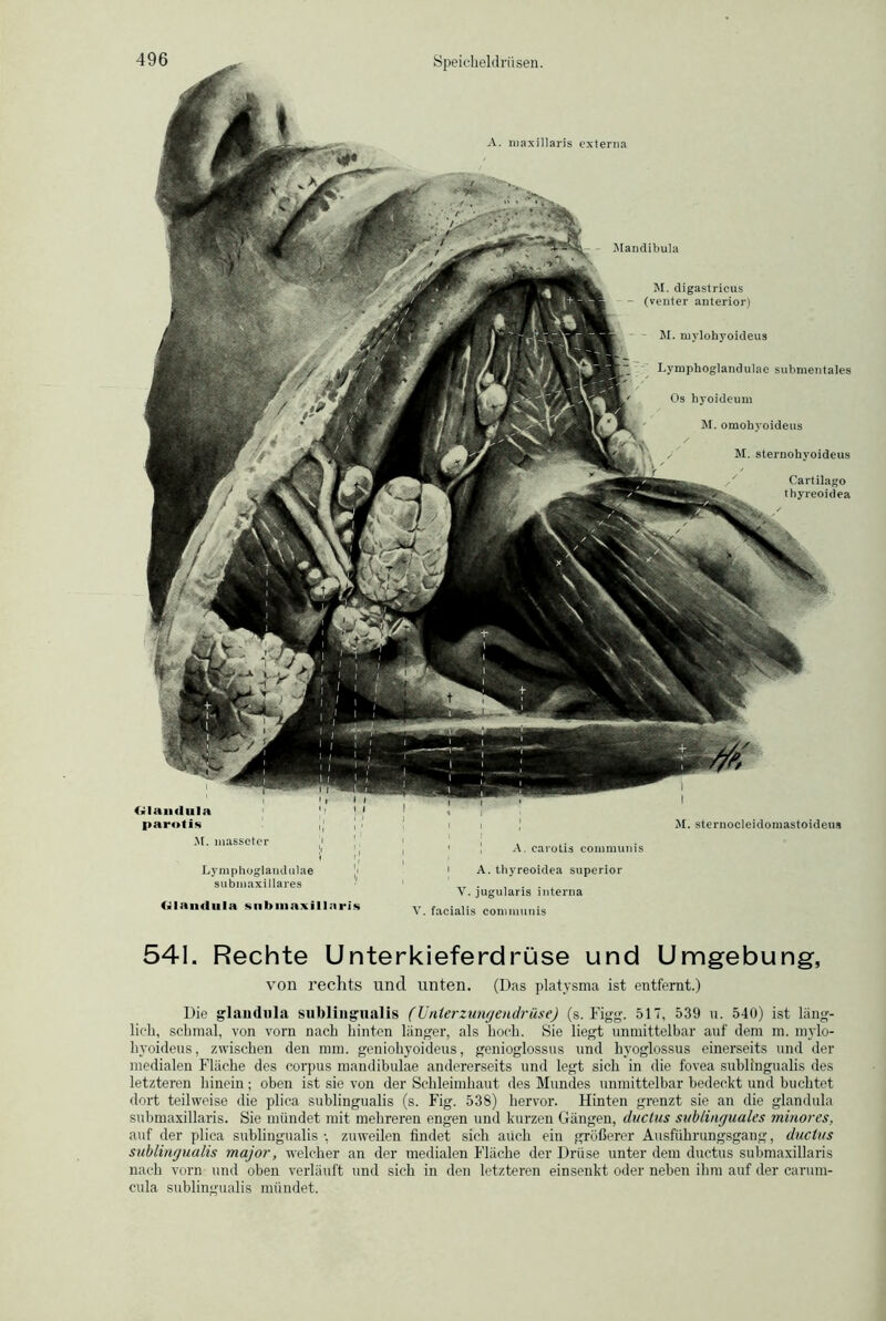 A. maxillaris externa Mandibula M. digastrieus (venter anterior) - M. mylohyoideus Lymphoglandulae submentales Os hyoideum M. omohyoideus M. sternohyoideus Cartilago thyreoidea (■lau <lula parotis I I M. sternocleidomastoideus M. massctcr A. carotis communis Lymphoglandulae submaxillares t>Iandula snbmaxillaris i A. thyreoidea superior V. jugularis interna V. facialis communis 541. Rechte Unterkieferdrüse und Umgebung, von rechts und unten. (Das platysma ist entfernt.) Die glandula sublingualis (Unterzungendrüse) (s. Figg. 517, 539 u. 540) ist läng- lich, schmal, von vorn nach hinten länger, als hoch. Sie liegt unmittelbar auf dem m. mylo- hyoideus, zwischen den mm. geuiohyoideus, genioglossus und hyoglossus einerseits und der medialen Fläche des corpus mandibulae andererseits und legt sich in die fovea sublingualis des letzteren hinein; oben ist sie von der Schleimhaut des Mundes unmittelbar bedeckt und buchtet dort teilweise die plica sublingualis (s. Fig. 538) hervor. Hinten grenzt sie an die glandula submaxillaris. Sie mündet mit mehreren engen und kurzen Gängen, ductus sublinguales minores, auf der plica sublingualis •, zuweilen findet sich auch ein größerer Ausführungsgang, ductus sublingualis major, welcher an der medialen Fläche der Drüse unter dem ductus submaxillaris nach vorn und oben verläuft und sich in den letzteren einsenkt oder neben ihm auf der carum- eula sublingualis mündet.