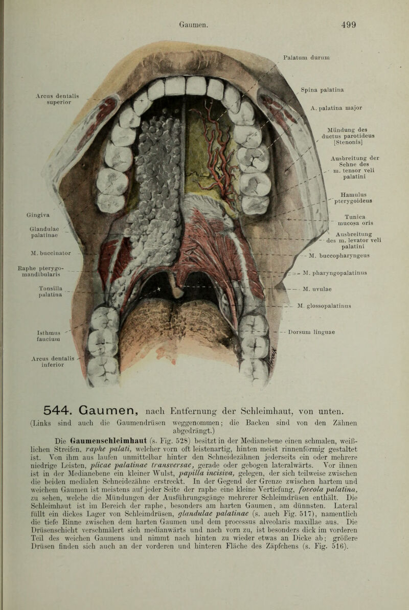 Palatum durum Arcus dentalis superior Spina palatina A. palatina major M. buccinator Eaphe pterygo- mandibularis Tonsilla palatina Mündung des ductus parotideus [Stenonis] Ausbreitung der Sehne des „ - m. tensor veli palatini Ausbreitung - des m. levator veli palatini -- M. buccopharvngeus M. pharyngopalatinus M. uvulae M. glossopalatinus Isthmus fauciuiu Arcus dentalis 41 inferior - Dorsum linguae Gingiva Glandulae palatinae Hamulus ptervgoideus Tunica mucosa oris 544. Gaumen, nach Entfernung der Schleimhaut, von unten. (Links sind auch die Gaumendrüsen weggenommen; die Backen sind von den Zähnen abgedrängt.) Die Gau me lisch lei in haut (s. Fig. 528) besitzt in der Medianebene einen schmalen, weiß- lichen Streifen, rapke palati, welcher vorn oft leistenartig, hinten meist rinnenförmig gestaltet ist. Von ihm aus laufen unmittelbar hinter den Schneidezähnen jederseits ein oder mehrere niedrige Leisten, plicae palatinae transversae, gerade oder gebogen lateralwärts. Vor ihnen ist in der Medianebene ein kleiner Wulst, papilla incisiva, gelegen, der sich teilweise zwischen die beiden medialen Schneidezähne erstreckt. In der Gegend der Grenze zwischen hartem und weichem Gaumen ist meistens auf jeder Seite der raphe eine kleine Vertiefung, foveola palatina, zu sehen, welche die Mündungen der Ausführungsgänge mehrerer Schleimdrüsen enthält. Die Schleimhaut ist im Bereich der raphe, besonders am harten Gaumen, am dünnsten. Lateral füllt ein dickes Lager von Schleimdrüsen, glandulae palatinae (s. auch Fig. 517), namentlich die tiefe Rinne zwischen dem harten Gaumen und dem processus alveolaris maxillae aus. Die Drüsenschicht verschmälert sich medianwärts und nach vorn zu, ist besonders dick im vorderen Teil des weichen Gaumens und nimmt nach hinten zu wieder etwas an Dicke ab; größere Drüsen finden sich auch an der vorderen und hinteren Fläche des Zäpfchens (s. Fig. 516).