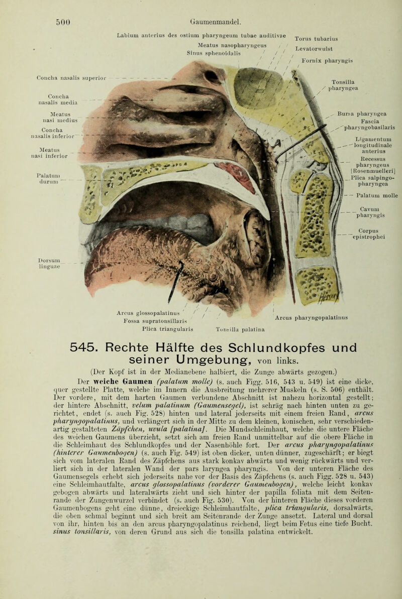 Labium anterius des ostium pharyngeum tubae auditivae ™ , , r J & Torus tubarius Meatus nasopharvngeus , T . , r * ° , Levatorwulst Sinus sphenoidalis / / . Fornix pharyugis I Arcus pharyngopalatinus Tonsilla / pliaryngea Corpus epistrophei Dorsuxn linguae Bursa pliaryngea Fascia pharyngobasilaris Ligamentum longitudinale anterius Recessus pharyngeus | Rosenmuelleri] .Plica salpingo- pharyngea — Palatum molle Cavum pharyngis Concha nasalis superior Meatus nasi inferior Palatum durum Arcus glossopalatinus Fossa supratonsillaris Concha nasalis media Meatus nasi medius Concha nasalis inferior- Plica triangularis Tonsilla palatina 545. Rechte Hälfte des Schlundkopfes und seiner Umgebung, von links. (Der Kopf ist in der Medianebene halbiert, die Zunge abwärts gezogen.) Der weiche Gaumen (palatum molle) (s. auch Figg. 51G, 543 u. 549) ist eine dicke, quer gestellte Platte, welche im Innern die Ausbreitung mehrerer Muskeln (s. S. 506) enthält. Der vordere, mit dem harten Gaumen verbundene Abschnitt ist nahezu horizontal gestellt; der hintere Abschnitt, velum palatinum (Gaumensegel), ist schräg nach hinten unten zu ge- richtet, endet (s. auch Fig. 528) hinten und lateral jederseits mit einem freien Rand, arcus pharyngopalatinus, und verlängert sich in der Mitte zu dem kleinen, konischen, sehr verschieden- artig gestalteten Zäpfchen, uvula [palatina]. Die Mundschleimhaut, welche die untere Fläche des weichen Gaumens überzieht, setzt sich am freien Rand unmittelbar auf die obere Fläche in die Schleimhaut des Schlundkopfes und der Nasenhöhle fort. Der arcus pharyngopalatinus (hinterer Gaumenbogen) (s. auch Fig. 549) ist oben dicker, unten dünner, zugeschärft; er biegt sich vom lateralen Rand des Zäpfchens aus stark konkav abwärts und wenig rückwärts und ver- liert sich in der lateralen Wand der pars laryngea pharyngis. Von der unteren Fläche des Gaumensegels erhebt sich jederseits nahe vor der Basis des Zäpfchens (s. auch Figg. 528 u. 543) eine Schleimhautfalte, arcus glossopalatinus (vorderer Gaumenbogen), welche leicht konkav gebogen abwärts und lateralwärts zieht und sich hinter der papilla foliata mit dem Seiten- rande der Zungenwurzel verbindet (s. auch Fig. 530). Von der hinteren Fläche dieses vorderen Gaumenbogens geht eine dünne, dreieckige Schleimhautfalte, plica triangularis, dorsalwärts, die oben schmal beginnt und sich breit am Seitenrande der Zunge ansetzt. Lateral und dorsal von ihr, hinten bis an den arcus pharyngopalatinus reichend, liegt beim Fetus eine tiefe Bucht. sinus tonsillaris, von deren Grund aus sich die tonsilla palatina entwickelt.