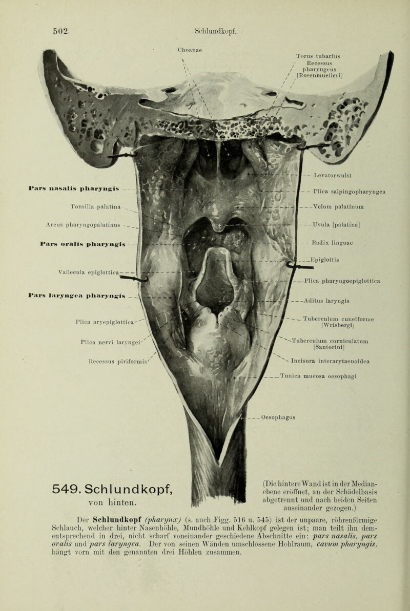 Pars nasalis pliaryngis Tonsilla palatina Arcus pharyngopalatinus - Pars oralis pliaryng-is Vallecula epiglot Levatorwulst ■ - Plica salpingopharyngea —Velum palatimim — Uvula [palatina] --Radix linguae _ _Kpiglottis Pars laryngra piiarvngis _ Plica arvepiglottiea Plica nervi laryngei'^ I’ecessus piriformis -Plica pharyngoepiglottica Aditus laryngis — — Tuberculum cuneiforme [WrisbergiJ Tuberculum corniculatum [SantoriniJ Incisura interarytaenoidea Tunica mucosa oesophagi — Oesophagus 549. Schlundkopf, von hinten. (Die hintere Wand ist in der Median- ebene eröffnet, an der Schädelbasis abgetrennt und nach beiden Seiten auseinander gezogen.) Der Schlundkopf (pharynx) (s. auch Digg. 516 u. 545) ist der unpaare, röhrenförmige Schlauch, welcher hinter Nasenhöhle, Mundhöhle und Kehlkopf gelegen ist; man teilt ihn dem- entsprechend in drei, nicht scharf voneinander geschiedene Abschnitte ein: pars nasalis, pars oralis und pars laryngea. Der von seinen Wänden umschlossene Hohlraum, camrn pharyngis. hängt vorn mit den genannten drei Höhlen zusammen.