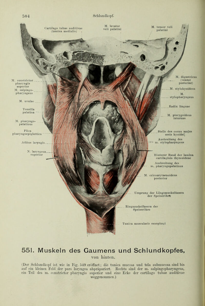 Ringmuskelfasern der Speiserühre Tuniea muscularis oesophagi M. eonstrictor pharyngis superior M. salpingo-_ pharvngeus M. uvulae Tonsilla palatina — M. pliaryngo- palatinus Pliea pharyngoepiglottica “ Aditus laryngis _ Radix Iinguae M. pterygoideus internus N. laryngeus superior Hinterer Rand der lamina eartilaginis thyreoideae Ausbreitung des m. pharyngopalatinus M. cricoarytaenoideus posterior Ursprung der Längsmuskelfasern der Speiseröhrt M. digastricus (venter posterior) M. stylohyoideus M. stylopharyngeus Stelle des cornu majus ossis hyoideij Ausbreitung des m. stylopharyngeus 551. Muskeln des Gaumens und Schlundkopfes, von hinten. (Der Schlundkopf ist wie in Fig. 549 eröffnet; die tuniea mucosa und tela submucosa sind bis auf ein kleines Feld der pars laryngea abpräpariert. Rechts sind der m. salpingopharvngeus, ein Teil des m. eonstrictor pharyngis superior und eine Ecke der cartilago tubae auditivae weggenommen.)