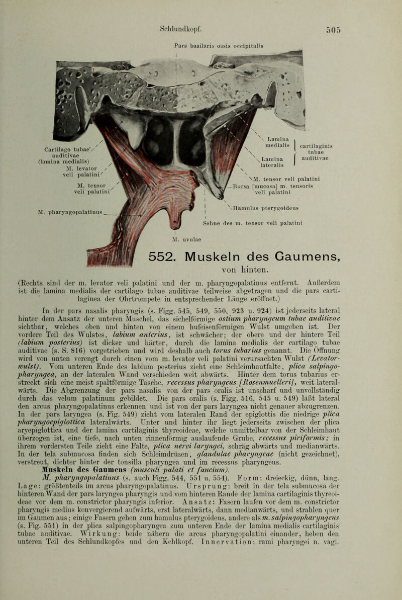 Pars basilaris ossis occipitalis Cartilago tubae/ auditivae (laraina medialis) M. levator / veli palatini' M. tensor veli palatini M. pharyngopalatinus 552. Muskeln des Gaumens von hinten. ( \ Lamina » \ medialis I cartilaginis \ J tubae X\ Lamina I auditivae lateralis * \M. tensor veli palatini Bursa [mucosa] m. tensoris veli palatini Vllamulus pterygoideus Sehne des m. tensor veli palatini M. uvulae 9 (Rechts sind der m. levator veli palatini und der m. pharyngopalatinus entfernt. Außerdem ist die lamina medialis der cartilago tubae auditivae teilweise abgetragen und die pars carti- laginea der Ohrtrompete in entsprechender Länge eröffnet.) In der pars nasalis pharyngis (s. Figg. 545, 549, 550, 923 u. 924) ist jederseits lateral hinter dem Ansatz der unteren Muschel, das sichelförmige oslium pharyngeum tubae auditivae sichtbar, welches oben und hinten von einem hufeisenförmigen Wulst umgeben ist. Der vordere Teil des Wulstes, labium unterius, ist schwächer; der obere und der hintere Teil (labium posterius) ist dicker und härter, durch die lamina medialis der cartilago tubae auditivae (s. S. 816) vorgetrieben und wird deshalb auch torus tubarius genannt. Die Öffnung wird von unten verengt durch einen vom m. levator veli palatini verursachten Wulst (Levator- wulst). Vom unteren Ende des labium posterius zieht eine Schleimhautfalte, plica salpingo- pharyuyea, an der lateralen Wand verschieden weit abwärts. Hinter dem torus tubarius er- streckt sich eine meist spaltförmige Tasche, recessus pharyngeus [Roseumuelleril, weit lateral- wärts. Die Abgrenzung der pars nasalis von der pars oralis ist unscharf und unvollständig durch das velum palatinum gebildet. Die pars oralis (s. Figg. 516, 545 u. 549) läßt lateral den arcus pharyngopalatinus erkennen und ist von der pars laryngea nicht genauer abzugrenzen. In der pars laryngea (s. Fig. 549) zieht vom lateralen Rand der epiglottis die niedrige plica pharyngoepig lottica lateralwärts. Unter und hinter ihr liegt jederseits zwischen der plica aryepiglottica und der lamina cartilaginis thyreoideae, welche unmittelbar von der Schleimhaut überzogen ist, eine tiefe, nach unten rinnenförmig auslaufende Grube, recessus piriformis; in ihrem vordersten Teile zieht eine Falte, plica nervi laryngci, schräg abwärts und medianwärts. In der tela submucosa finden sich Schleimdrüsen, glandulae pharyngeae (nicht gezeichnet), verstreut, dichter hinter der tonsilla pharyngea und im recessus pharyngeus. Muskeln des Gaumens (musculi palati et faucium). M. pharyngopalatinus (s. auch Figg. 544, 551 u. 554). Form: dreieckig, dünn, lang. Lage: größtenteils im arcus pharyngopalatinus. Ursprung: breit in der tela submucosa der hinteren Wand der pars laryngea pharyngis und vom hinteren Rande der lamina cartilaginis thyreoi- deae vor dem m. constrictor pharyngis inferior. Ansatz: Fasern laufen vor dem m. constrictor pharyngis medius konvergierend aufwärts, erst lateralwärts, dann medianwärts, und strahlen quer im Gaumen aus; einige Fasern gehen zum hamulus pterygoideus, andere als m. salpingopharyngeus (s. Fig. 551) in der plica salpingopharyngea zum unteren Ende der lamina medialis cartilaginis tubae auditivae. Wirkung: beide nähern die arcus pharyngopalatini einander, heben den unteren Teil des Schlundkopfes und den Kehlkopf. Innervation: rami pharyngei n. vagi.
