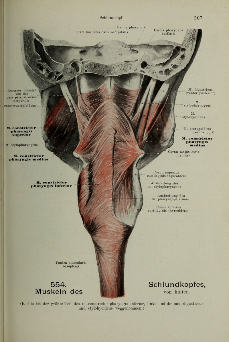 Raphe pharyngis Pars basilaris ossis oceipitalis Fascia pharyngo- . J, j basilaris '/i’i r I Accessor. Bündel von der pars petrosa ossis temporalis Processus styloideus | M. constrictor pharyngis snperior M. stylopharyngeus 31. constrictor pliaryngis medius M. digastrieus (venter posterior) M. ' stylopharyngeus M. stylohyoideus M. pterygoideus internus , _ 3 31. constrictor pharyngis medins Cornu majus ossis byoidei 31. constrictor pharyngis inferior Cornu superius cartilaginis thyreoideae Ausbreitung des nr. stylopharyngeus Ausbreitung des m. pharyngopalatinus Cornu inferius cartilaginis thyreoideae Schlund kopfes, von hinten. Tunica muscularis oesophagi 554. Muskeln des (Rechts ist der größte Teil des m. constrictor pharyngis inferior, links sind die mm. digastrieus und stylohyoideus weggenommen.)