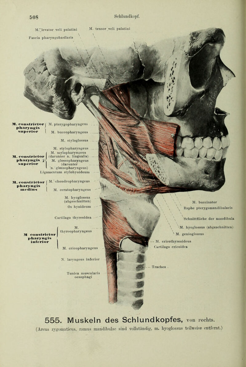 M/levator veli palatini \ Fascia pharyngobasilaris M. tensor veli palatini BI. constrictor | M. pterygopharyngeus pharyngis j snperior I jj. buceopharyngeus M. styloglossus M. stylopbaryngeus . _ )M. mylopharyDgeus (darunter n. lingualis) — M. glossopharyngeus (darunter 'n. glossopharyngeus) Ligamentum stylohyoideum BI. constrictor I M. chondropharyngeus pharyngis nirdiini | M. ceratopharyngeus M. hyoglossus _ (abgeschnitten) Os hyoideum - - Cartilago thvreoidea - - | M. I thyreopharyngeus BI constrictor J pharyngis . inferior I ' M. cricopharyngeus N. laryngeus inferior Tunica muscularis oesopliagi \ BI. buccinator \ \ v \ Eaphe pterygomandibularis \ \ s 'Schnittfläche der mandibula \ \ 'M. hyoglossus (abgeschnitten) ' M. genioglossus -- M. cricothyreoideus Cartilago erieoidea — Trachea ■ 555. Muskeln des Schlundkopfes, von rechts. (Arcus zygomaticus, ramus mandibulae sind vollständig, m. hyoglossus teilweise entfernt.)