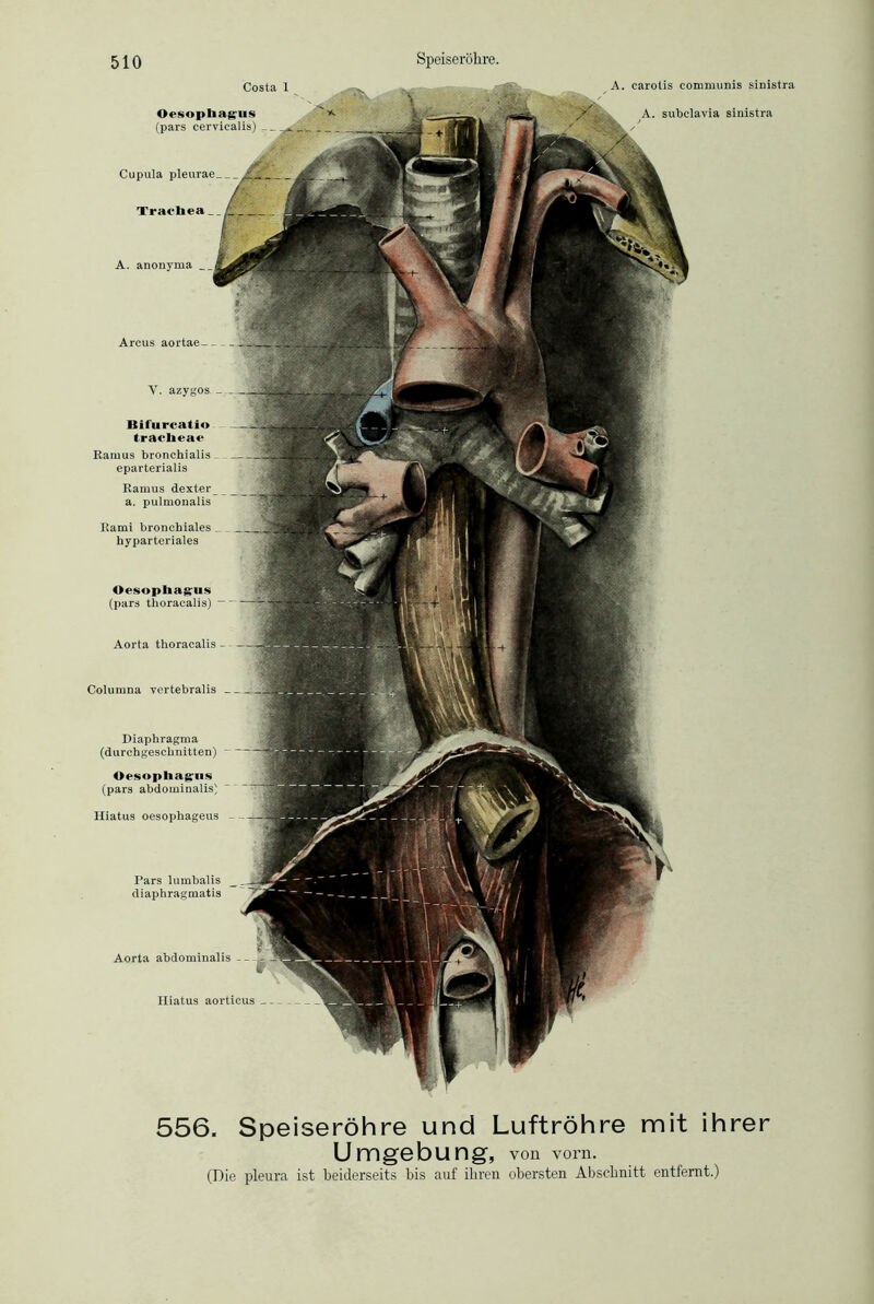 Costa 1 Oesophagus (pars cervicalis) Cupula pleurae__ Trachea A. anonyma Arcus aortae A. carotis communis sinistra / A. subclavia sinistra Aorta thoracalis - Columna vertebralis _ Diaphragma (durchgeschnitten) - Oesophagus (pars abdominalis) Hiatus oesophageus - Pars lumbalis __ diaphragmatis Aorta abdominalis -- V. azygos. Bifureatio — tracheae Ramus bronchialis eparterialis Ramus dexter a. pulmonalis Rami bronchiales hyparteriales Oesophagus (pars thoracalis) Hiatus aorticus 556. Speiseröhre und Luftröhre mit ihrer Umgebung, von vorn. (Die pleura ist beiderseits bis auf ihren obersten Abschnitt entfernt.)
