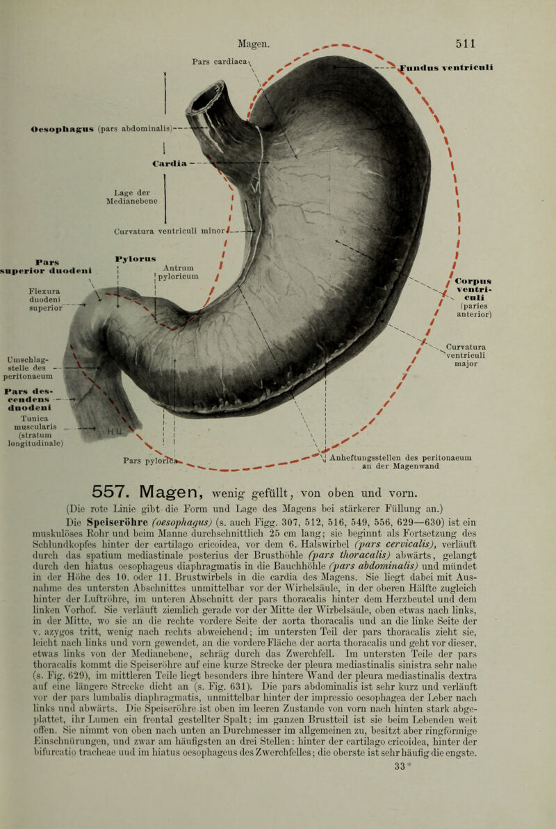 Pars cardiaea - J'niKliis ventricoli Oesophagus (pars abdominalis)- (’aruia - Lage der Medianebene Curvatura yentrieuli minori Pylorus Antrum f nvloricum Flexura duodeni Superior Umschlag- steile des - peritonaeum Pars des- cendens duodeni Pars superior duodeni jCorpus J ventri- J enii * (paries anterior) Tunica muscularis (stratum longitudinale) Pars pylorifc»». Anheftungsstellen des peritonaeum an der Magenwand 557. Magen, wenig gefüllt, von oben und vorn. (Die rote Linie gibt die Form und Lage des Magens bei stärkerer Füllung an.) Die Speiseröhre (oesophapus) (s. auch Figg. 307, 512, 516, 549, 556, 629—630) ist ein muskulöses Rohr und beim Manne durchschnittlich 25 cm lang; sie beginnt als Fortsetzung des Schlundkopfes hinter der cartilago cricoidea, vor dem 6. Halswirbel (pars cervicalis), verläuft durch das spatium mediastinale posterius der Brusthöhle (pars thoracalis) abwärts, gelangt durch den hiatus oesophageus diaphragmatis in die Bauchhöhle (pars abdominalis) und mündet in der Llühe des 10. oder 11. Brustwirbels in die cardia des Magens. Sie liegt dabei mit Aus- nahme des untersten Abschnittes unmittelbar vor der Wirbelsäule, in der oberen Hälfte zugleich hinter der Luftröhre, im unteren Abschnitt der pars thoracalis hinter dem Herzbeutel und dem linken Vorhof. Sie verläuft ziemlich gerade vor der Mitte der Wirbelsäule, oben etwas nach links, in der Mitte, wo sie an die rechte vordere Seite der aorta thoracalis und an die linke Seite der v. azygos tritt, wenig nach rechts abweichend; im untersten Teil der pars thoracalis zieht sie, leicht nach links und vorn gewendet, an die vordere Fläche der aorta thoracalis und geht vor dieser, etwas links von der Medianebene, schräg durch das Zwerchfell. Im untersten Teile der pars thoracalis kommt die Speiseröhre auf eine kurze Strecke der pleura mediastinalis sinistra sehr nahe (s. Fig. 629), im mittleren Teile liegt besonders ihre hintere Wand der pleura mediastinalis dextra auf eine längere Strecke dicht an (s. Fig. 631). Die pars abdominalis ist sehr kurz und verläuft vor der pars lumbalis diaphragmatis, unmittelbar hinter der impressio oesophagea der Leber nach links und abwärts. Die Speiseröhre ist oben im leeren Zustande von vorn nach hinten stark abge- plattet, ihr Lumen ein frontal gestellter Spalt: im ganzen Brustteil ist sie beim Lebenden weit offen. Sie nimmt von oben nach unten an Durchmesser im allgemeinen zu, besitzt aber ringförmige Einschnürungen, und zwar am häufigsten an drei Stellen: hinter der cartilago cricoidea, hinter der bifurcatio tracheae uud im hiatus oesophageus des Zwerchfelles; die oberste ist sehr häufig die engste. 33 *