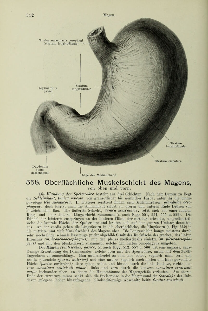 Tunica muscularis oesopliagi (stratum longitudinale; Stratum Ligamentum longitudinale pylori I , i Stratum longitudinale I Duodenum (pars descendens) Lage der Medianebene Stratum circulare 558. Oberflächliche Muskelschicht des Magens, von oben und vorn. Die Wandung der Speiseröhre bestellt aus drei Schichten. Nach dem Lumen zu liegt die Schleimhaut, tunica tnucosa, von graurötlicher bis weißlicher Farbe; unter ihr die binde- gewebige i(ela submucosa. In letzterer zerstreut finden sich Schleimdrüsen, glandulae ocso- phageae; doch besitzt auch die Schleimhaut selbst am oberen und unteren Ende Drüsen von abweichendem Bau. Die äußerste Schicht, tunica muscularis, setzt sich aus einer inneren Ring- und einer äußeren Längsschicht zusammen (s. auch Figg. 551, 554, 555 u. 559). Die Bündel der letzteren entspringen an der hinteren Fläche der cartilago cricoidea, umgreifen teil- weise die laterale Fläche der Speiseröhre und breiten sich auf dem ganzen Umfang derselben aus. An der cardia gehen die Längsfasern in die oberflächliche, die Ringfasern (s. Fig. 559) in die mittlere und tiefe Muskelschicht des Magens über. Die Längsschicht hängt meistens durch sehr wechselnde schmale Faserzüge (nicht abgebildet) mit der Rückfläche der trachea, des linken Bronchus (in. bronchooesophageus), mit der pleura mediastinalis sinistra (m. pleurooesoplia- geus) und mit den Muskelfasern zusammen, welche den hiatus oesophageus umgeben. Der Magen (ventriculus, gaster) (s. auch Figg. 512, 557 u. 560) ist eine unpaare, sack- förmige Erweiterung des Darmkanales, welche oben mit der Speiseröhre, unten mit dem Zwölf- fingerdarm zusammenhängt. Man unterscheidet an ihm eine obere, zugleich nach vorn und rechts gewendete (paries anterior) und eine untere, zugleich nach hinten und links gewendete Fläche (paries posterior); diese gehen rechts und hinten durch die links konkave, rechts kon- vexe curvatura ventriculi minor, links und vom durch die konvexe curvatura ventriculi major ineinander über, an denen die Hauptstämme der Magengefäße verlaufen. Am oberen Ende der curvatura minor senkt sich die Speiseröhre in die Magenwand ein (cardia); der links davon gelegene, höher hinaufragende, blindsackförmige Abschnitt heißt fundus ventriculi.