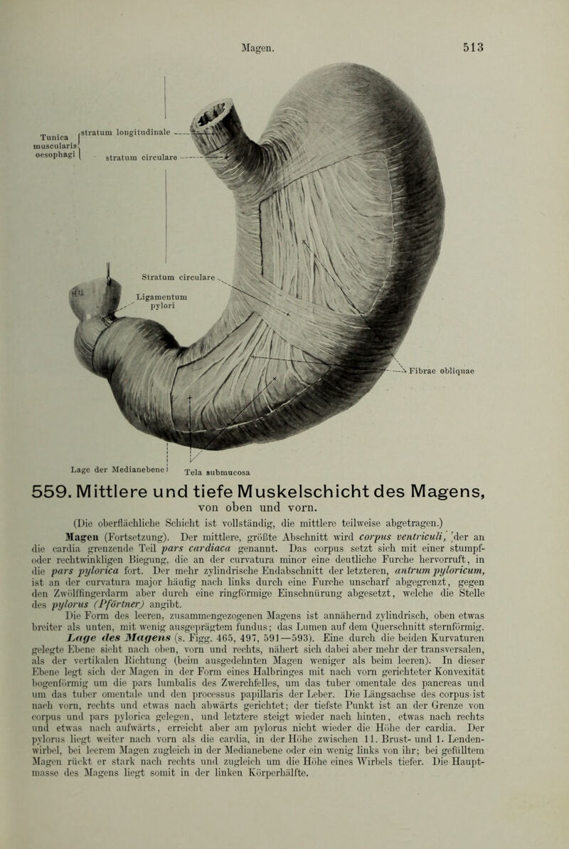 Tunica (s,ratum longitudinale muscularis! oesophagi [ stratuin circulare — Fibrae obliquae Lage der Medianebenei Teia 8ubmucosa 559. Mittlere und tiefe Muskelschicht des Magens, von oben und vorn. (Die oberflächliche Schicht ist vollständig, die mittlere teilweise abgetragen.) Magen (Fortsetzung). Der mittlere, größte Abschnitt wird corpus ventriculi, hier au die cardia grenzende Teil pars cardiaca genannt. Das corpus setzt sich mit einer sturnpf- oder rechtwinkligen Biegung, die an der curvatura minor eine deutliche Furche hervorruft, in die pars pylorica fort. Der mehr zylindrische Endabschnitt der letzteren, antrum pyloricum, ist an der curvatura major häufig nach links durch eine Furche unscharf abgegrenzt, gegen den Zwölffingerdarm aber durch eine ringförmige Einschnürung abgesetzt, welche die Stelle des pylorus (Pförtner) angibt. Die Form des leeren, zusammengezogenen Magens ist annähernd zylindrisch, oben etwas breiter als unten, mit wenig ausgeprägtem fundus; das Lumen auf dem Querschnitt sternförmig. Lage des 3Iagens (s. Figg. 465, 497, 591—593). Eine durch die beiden Kurvaturen gelegte Ebene sieht nach oben, vorn und rechts, nähert sich dabei aber mehr der transversalen, als der vertikalen Kichtung (beim ausgedehnten Magen weniger als beim leeren). In dieser Ebene legt sich der Magen in der Form eines Halbringes mit nach vorn gerichteter Konvexität bogenförmig um die pars lumbalis des Zwerchfelles, um das tuber omentale des pancreas und um das tuber omentale und den processus papillaris der Leber. Die Längsachse des corpus ist nach vorn, rechts und etwas nach abwärts gerichtet; der tiefste Punkt ist an der Grenze von corpus und pars pylorica gelegen, und letztere steigt wieder nach hinten, etwas nach rechts und etwas nach aufwärts, erreicht aber am pylorus nicht wieder die Höhe der cardia. Der pylorus liegt weiter nach vorn als die cardia, in der Höhe zwischen 11. Brust-und 1. Lenden- wirbel, bei leerem Magen zugleich in der Medianebene oder ein wrenig links von ihr; bei gefülltem Magen rückt er stark nach rechts und zugleich um die Höhe eines Wirbels tiefer. Die Haupt- masse des Magens liegt somit in der linken Körperhälfte.