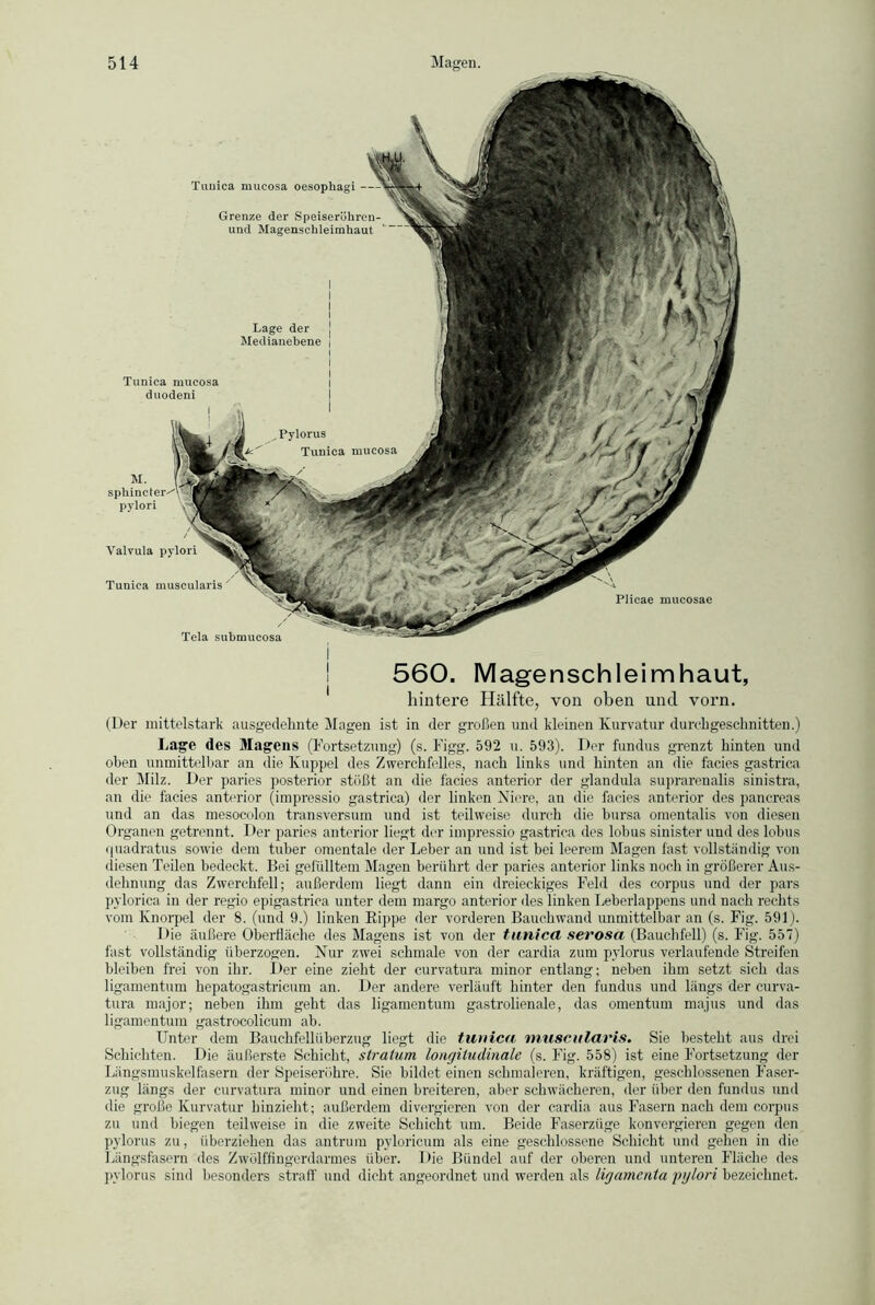 Plicae mucosae Tunica mueosa duodeni Tela submucosa Tuuica mueosa oesophagi Grenze der Speiserühren- und Magenschleimhaut Lage der Medianebene Valvula pylori Tunica muscularis 560. Magenschleimhaut, hintere Hälfte, von oben und vorn. (Der mittelstark ausgedehnte Magen ist in der großen und kleinen Kurvatur durchgeschnitten.) Lage des Magens (Fortsetzung) (s. Figg. 592 u. 593). Der fundus grenzt hinten und oben unmittelbar an die Kuppel des Zwerchfelles, nach links und hinten an die facies gastrica der Milz. Der paries posterior stößt an die facies anterior der glandula suprareualis sinistra, an die facies anterior (impressio gastrica) der linken Niere, an die facies anterior des pancreas und an das ruesocolon transversum und ist teilweise durch die bursa omentalis von diesen Organen getrennt. Der paries anterior liegt der impressio gastrica des lobus sinister und des lobus quadratus sowie dem tuber omentale der Leber an und ist bei leerem Magen fast vollständig von diesen Teilen bedeckt. Bei gefülltem Magen berührt der paries anterior links noch in größerer Aus- dehnung das Zwerchfell; außerdem liegt dann ein dreieckiges Feld des corpus und der pars pylorica in der regio epigastrica unter dem margo anterior des linken Leberlappens und nach rechts vom Knorpel der 8. (und 9.) linken Kippe der vorderen Bauch wand unmittelbar an (s. Fig. 591). Die äußere Oberfläche des Magens ist von der tunica serosa (Bauchfell) (s. Fig. 557) fast vollständig überzogen. Nur zwei schmale von der cardia zum pylorus verlaufende Streifen bleiben frei von ihr. Der eine zieht der curvatura minor entlang; neben ihm setzt sich das ligamentum hepatogastricum an. Der andere verläuft hinter den fundus und längs der curva- tura major; neben ihm geht das ligamentum gastrolienale, das omentum majus und das ligamentum gastrocolicum ab. Unter dem Bauchfellüberzug liegt die tunica 'muscularis. Sie besteht aus drei Schichten. Die äußerste Schicht, stratum longitudinale (s. Fig. 558) ist eine Fortsetzung der Längsmuskelfasern der Speiseröhre. Sie bildet einen schmaleren, kräftigen, geschlossenen Faser- zug längs der curvatura minor und einen breiteren, aber schwächeren, der über den fundus und die große Kurvatur hinzieht; außerdem divergieren von der cardia aus Fasern nach dem corpus zu und biegen teilweise in die zweite Schicht um. Beide Faserzüge konvergieren gegen den pylorus zu, überziehen das antrum pyloricum als eine geschlossene Schicht und gehen in die Längsfasern des Zwölffingerdarmes über. Die Bündel auf der oberen und unteren Fläche des pylorus sind besonders straff und dicht angeordnet und werden als ligamenta pylori bezeichnet.