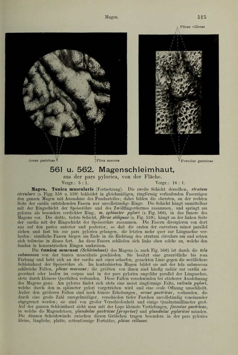 Areae gastricae Y [ Plica mucosa a Plicae villosae /i\ Foveolae gastricae 561 u. 562. Magenschleimhaut, aus der pars pylorica, von der Fläche. Yergr.: 5:1. Vergr.: 16 : 1. Magen. Tnnica muscularis (Fortsetzung). Die zweite Schicht derselben, stratum circulare (s. Figg. 558 u. 559) bekleidet in gleichmäßigen, ringförmig verlaufenden Faserzügen den ganzen Magen mit Ausnahme des Fundusteiles; dabei bilden die obersten, an der rechten Seite der cardia entstehenden Fasern nur unvollständige Einge. Die Schicht hängt unmittelbar mit der Eingschicht der Speiseröhre und des Zwölffingerdarmes zusammen, und springt am pylorus als besonders verdickter Bing, m. sphincter pylori (s. Fig. 560), in das Innere des Magens vor. Die dritte, tiefste Schicht, fibrae obliquae (s. Fig. 559), hängt an der linken Seite der cardia mit der Eingschicht der Speiseröhre zusammen. Die Fasern divergieren von dort aus auf den paries anterior und posterior, so daß die ersten der curvatura minor parallel ziehen und fast bis zur pars pylorica gelangen, die letzten mehr quer zur Längsachse ver- laufen : sämtliche Fasern biegen am Ende in die Bichtung des stratum circulare um und setzen sich teilweise in dieses fort. An diese Fasern schließen sich links oben solche an, welche den fundus in konzentrischen Eingen umkreisen. Die tnnica mucosa (Schleimhaut) des Magens (s. auch Fig. 560) ist durch die tela submusosa von der tunica muscularis geschieden. Sie besitzt eine graurötliche bis rosa Färbung und hebt sich an der cardia mit einer scharfen, gezackten Linie gegen die weißlichere Schleimhaut der Speiseröhre ab. Im kontrahierten Magen bildet sie mit der tela submucosa zahlreiche Falten, plicae mucosae; die größten von ihnen sind häufig radiär zur cardia an- geordnet oder laufen im eorpus und in der pars pylorica ungefähr parallel der Längsachse, stets durch kleinere Querfalten verbunden. Diese Falten verschwinden bei stärkerer Ausdehnung des Magens ganz. Am pylorus findet sich stets eine meist ringförmige Falte, valvula pylori, welche durch den m. sphincter pylori vorgetrieben wird und eine ovale Öffnung umschließt. Außer den größeren Falten sind noch feinere Erhebungen, areae gastricae, vorhanden, die durch eine große Zahl unregelmäßiger, verschieden tiefer Furchen unvollständig voneinander abgegrenzt werden; sie sind von großer Verschiedenheit und einige Quadratmillimeter groß. Auf der ganzen Schleimhaut sieht man mit der Lupe kleinste Vertiefungen, foveolae gastricae, in welche die Magendrüsen, glandulae gastricae [propriae] und glandulae pyloricae münden. Die dünnen Scheidewände zwischen diesen Grübchen tragen besonders in der pars pylorica kleine, längliche, platte, zottenförmige Fortsätze, plicae villosae.