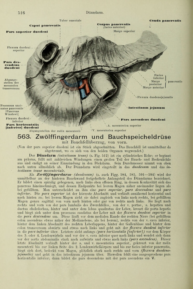 Tuber omentale Oauda pancreatis Pars des- rrndrns duodrni Abgangs- Stellen des mesocolon traiisversum Facies , s N inferior • Margo [. pancreatis posterior I Margo anterior I Flexura duodenojejunalis Flexura duodeni — Superior Intestiimin jejii 11 iiin I'ars ascemlens dnodeni . A. mesenterica superior 'V. mesenterica superior Caput pancreatis Pars snperior iluoileni Processus unci- natus pancreatis IPancreas WinslowiJ Flexura duodenin- inferior Pars horizontalis |inferior] iluoileni Abgangsstellen der radix mesenterii Corpus pancreatis l tfacies anterior) ’i Margo superior 563. Zwölffingerdarm und Bauchspeicheldrüse mit Bauchfellüberzug, von vorn. (Von der pars superior duodeni ist ein Stück abgeschnitten. Das Bauchfell ist unmittelbar da abgetrennt, wo es sich von den beiden Organen wegwendet.) Der Dünndarm (intestinum temiej (s. Fig. 512) ist ein zylindrisches Rohr; er beginnt am pylorus, füllt mit zahlreichen Windungen einen großen Teil der Bauch- und Beckenhöhle aus und endigt an seiner Einmündung in den Dickdarm. Sein Durchmesser nimmt von oben nach unten allmählich ab. Der Dünndarm wird eingeteilt in das duoilenum und das in- testinum tenue mesenteriale. Als Zwölffingerdarm (duodenum) (s. auch Figg. 584, 585, 591—594) wird der unmittelbar an der hinteren Bauchwand festgeheftete Anfangsteil des Dünndarms bezeichnet. Er bildet einen spiralig gebogenen, nach links oben offenen Ring, in dessen Konkavität sich das pancreas hineinschmiegt, und dessen Endpunkte bei leerem Magen näher aneinander liegen als bei gefülltem. Man unterscheidet an ihm eine pars superior, pars descendens und pars inferior. Die pars superior ist der kürzeste Abschnitt und verläuft annähernd horizontal und nach hinten zu; bei leerem Magen zieht sie dabei zugleich von links nach rechts, bei gefülltem Magen genau sagittal von vorn nach hinten oder gar von rechts nach links. Sie liegt nach rechts und vorn von der pars lumbalis des Zwerchfelles, von der v. portae, a. hepatica und ductus choledochus, hinter und unter dem lobus quadratus der Leber, kreuzt die porta hepatis und biegt sich unter dem processus caudatus der Leber mit der flexura duodeni superior in die pars descendens um. Diese läuft vor dem medialen Rande der rechten Niere (bei gefülltem colon ascendens etwas näher der Medianebene, als bei leerem), rechts von der v. cava inferior, hinter dem linken Abschnitt des rechten Leberlappens, hinter der Gallenblase und hinter dem colon transversum abwärts und etwas nach links und geht mit der flexura duodeni inferior in die pars inferior über. Letztere zieht anfangs (pars horizontalis [inferior/) vor dem Körper des 3. oder 4. Lendenwirbels und vor der v. cava inferior quer nach links und wendet sich dann vor der aorta abdominalis stark nach aufwärts und etwas nach links (pars ascendens). Dieser letzte Abschnitt verläuft hinter der a. und v. mesenterica superior, gekreuzt von der radix mesenterii bis zur linken Seite des 2. Lendenwirbelkörpers und bis zur facies inferior pancreatis, biegt sich dort, bedeckt vom Magen, plötzlich stark nach rechts und vorn (flexura duodeno- jejunalis) und geht in das intestinum jejunum über. Bisweilen fehlt eine ausgesprochene pars horizontalis inferior; dann bildet die pars descendens mit der pars ascendens ein V.