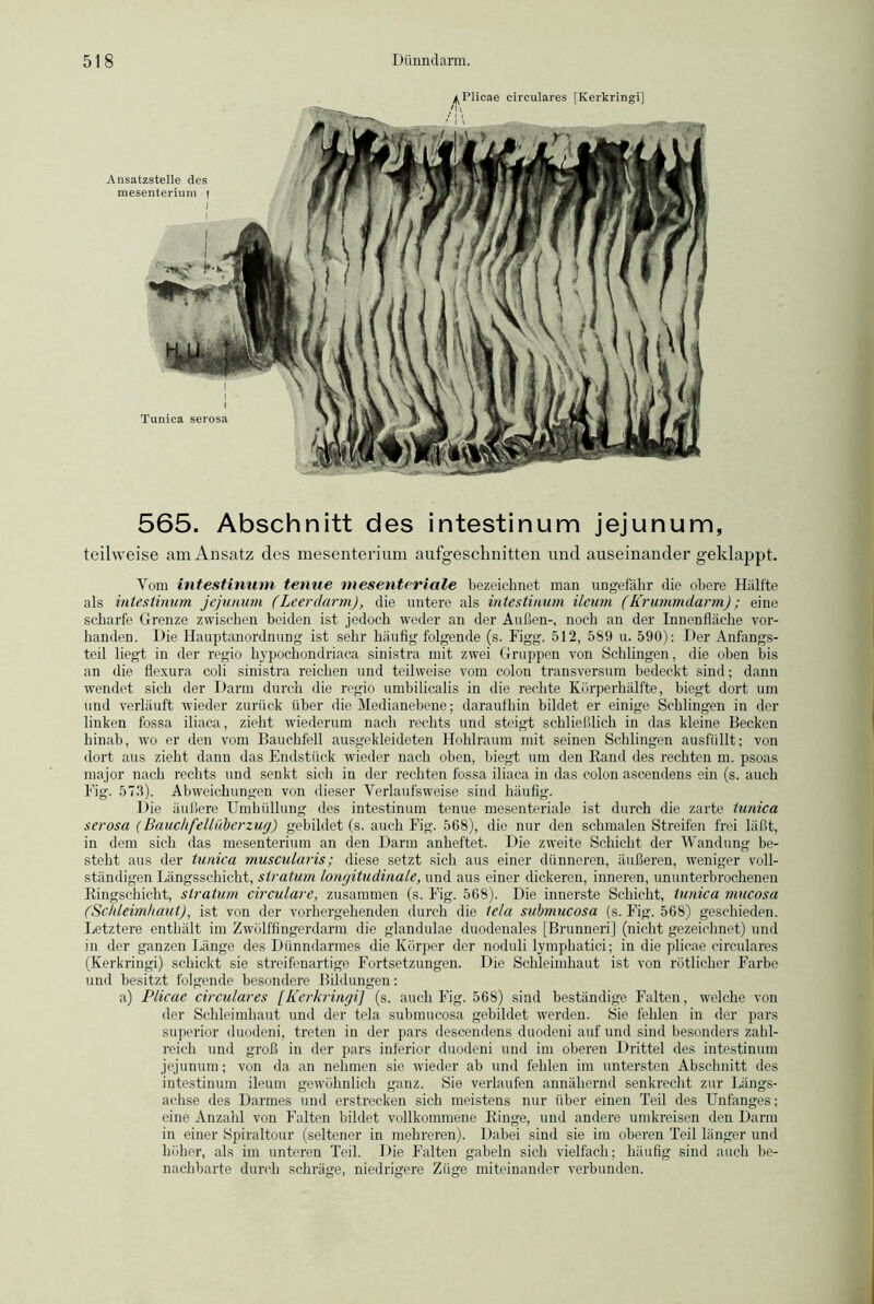 a Plicae circulares [Kerkringi] f\\ Ansatzstelle des mesenterium f ) I i Tunica serosa 565. Abschnitt des intestinum jejunum, teilweise am Ansatz des mesenterium aufgeschnitten und auseinander geklappt. Vom intestinum tenue mesenteriale bezeichnet man ungefähr die obere Hälfte als intestinum jejunum (Leerdarm), die untere als intestinum ileum (Krummdarm); eine scharfe Grenze zwischen beiden ist jedoch weder an der Außen-, noch an der Innenfläche vor- handen. Die Hauptanordnung ist sehr häufig folgende (s. Figg. 512, 589 u. 590): Der Anfangs- teil liegt in der regio hypoehondriaca sinistra mit zwei Gruppen von Schlingen, die oben bis an die flexura coli sinistra reichen und teilweise vom colon transversum bedeckt sind; dann wendet sich der Darm durch die regio umbilicalis in die rechte Körperhälfte, biegt dort um und verläuft wieder zurück über die Medianebene; daraufhin bildet er einige Schlingen in der linken fossa iliaca, zieht wiederum nach rechts und steigt schließlich in das kleine Becken hinab, wo er den vom Bauchfell ausgekleideten Hohlraum mit seinen Schlingen ausfüllt; von dort aus zieht dann das Endstück wieder nach oben, biegt um den Rand des rechten m. psoas major nach rechts und senkt sich in der rechten fossa iliaca in das colon ascendens ein (s. auch Fig. 573). Abweichungen von dieser Verlaufsweise sind häufig. Die äußere Umhüllung des intestinum tenue mesenteriale ist durch die zarte tunica serosa (Bauchfellüberzug) gebildet (s. auch Fig. 568), die nur den schmalen Streifen frei läßt, in dem sich das mesenterium an den Darm anheftet. Die zweite Schicht der Wandung be- steht aus der tunica muscularis; diese setzt sich aus einer dünneren, äußeren, weniger voll- ständigen Längsschicht, Stratum longitudinale, und aus einer dickeren, inneren, ununterbrochenen Ringschicht, Stratum circulare, zusammen (s. Fig. 568). Die innerste Schicht, tunica mucosa (Schleimhaut), ist von der vorhergehenden durch die tela suhmucosa (s. Fig. 568) geschieden. Letztere enthält im Zwölffingerdarm die glandulae duodenales [Brunneri] (nicht gezeichnet) und in der ganzen Länge des Dünndarmes die Körper der noduli lymphatici; in die plicae circulares (Kerkringi) schickt sie streifenartige Fortsetzungen. Die Schleimhaut ist von rötlicher Farbe und besitzt folgende besondere Bildungen: a) Plicae circulares [Kerkringi] (s. auch Fig. 568) sind beständige Falten, welche von der Schleimhaut und der tela suhmucosa gebildet werden. Sie fehlen in der pars superior duodeni, treten in der pars descendens duodeni auf und sind besonders zahl- reich und groß in der pars inferior duodeni und im oberen Drittel des intestinum jejunum; von da an nehmen sie wieder ab und fehlen im untersten Abschnitt des intestinum ileum gewöhnlich ganz. Sie verlaufen annähernd senkrecht zur Längs- achse des Darmes und erstrecken sich meistens nur über einen Teil des Unfanges; eine Anzahl von Falten bildet vollkommene Ringe, und andere umkreisen den Darm in einer Spiraltour (seltener in mehreren). Dabei sind sie im oberen Teil länger und höher, als im unteren Teil. Die Falten gabeln sich vielfach; häufig sind auch be- nachbarte durch schräge, niedrigere Züge miteinander verbunden.